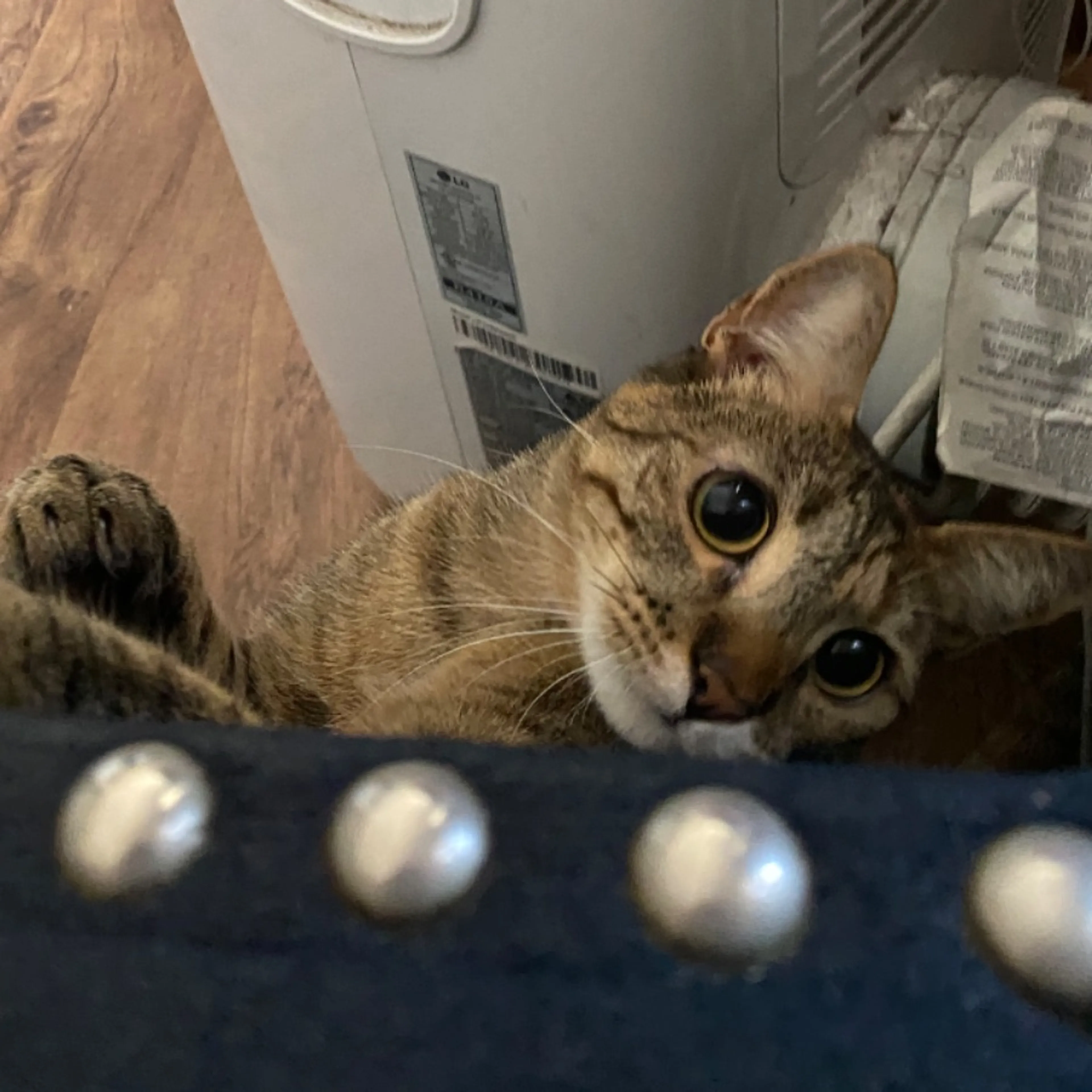 Lost pet-0