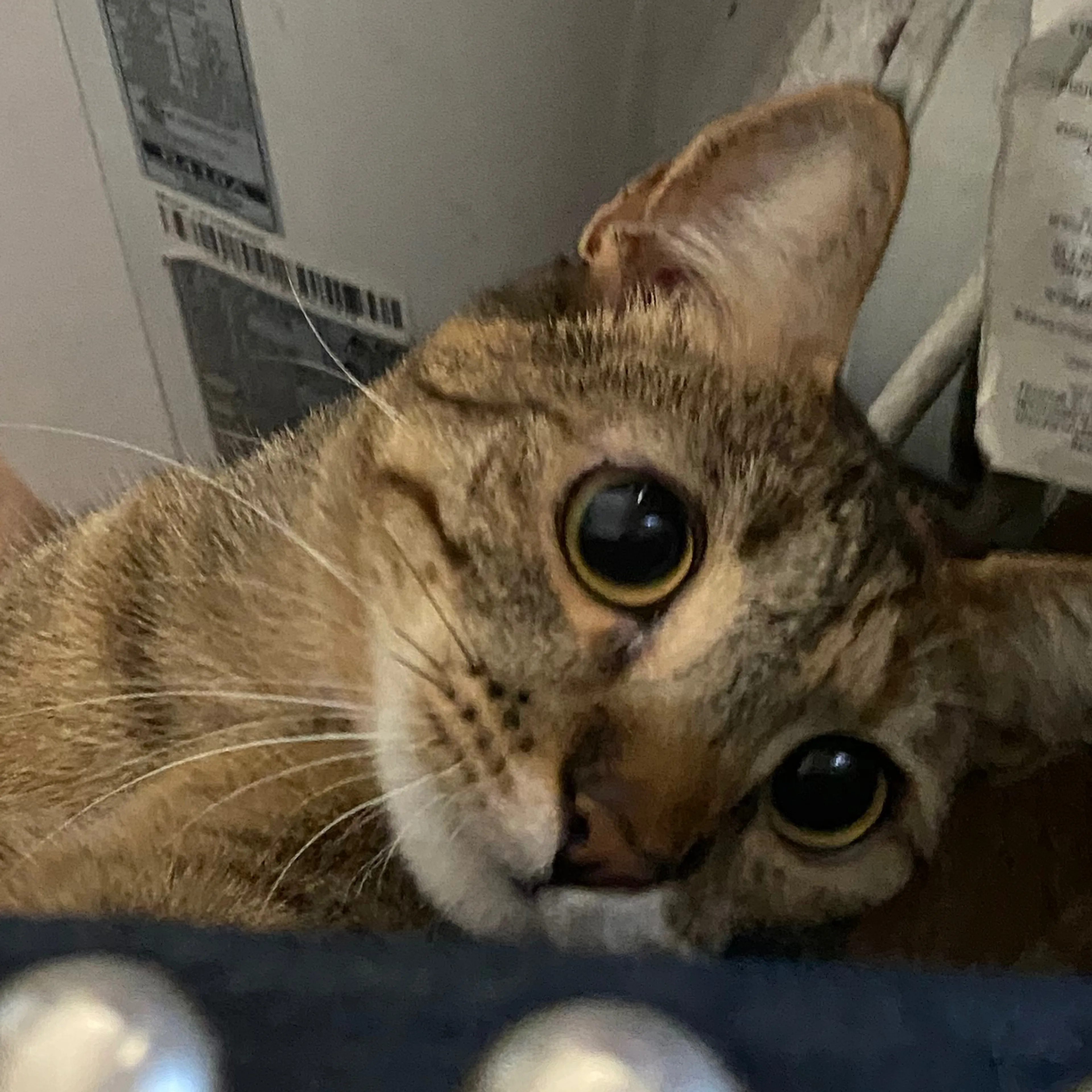 Lost pet-1