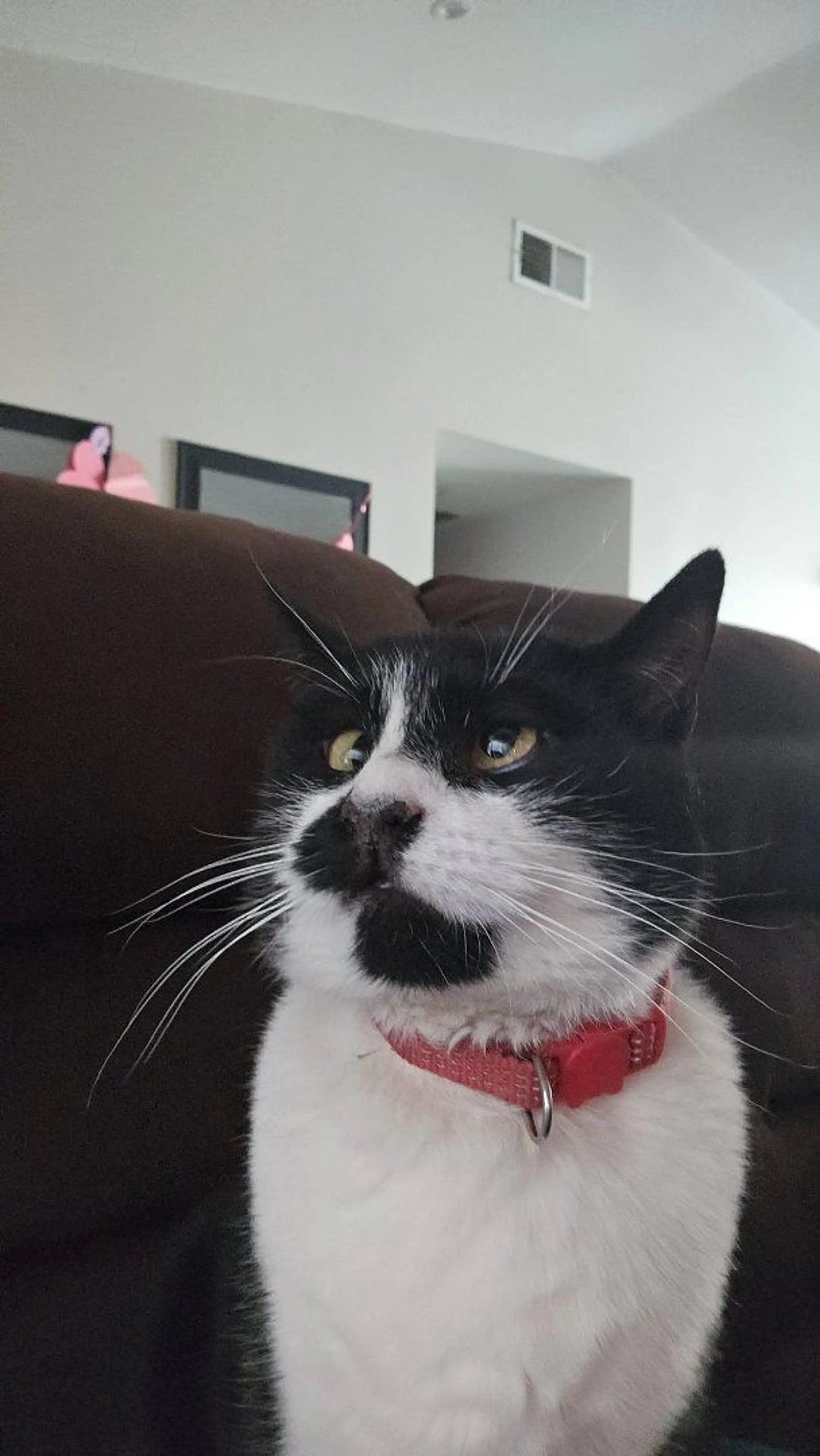 Lost pet