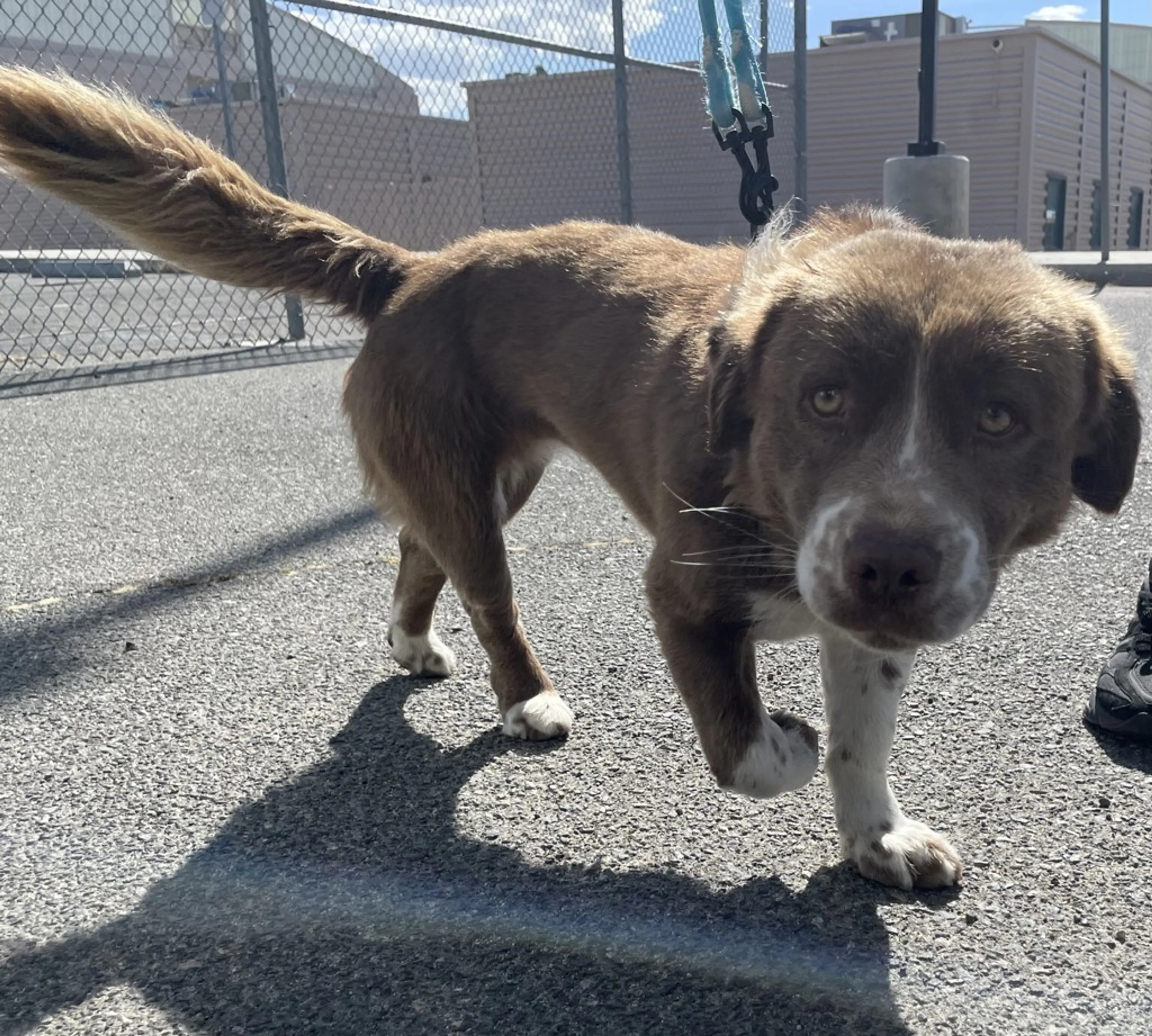 Found pet