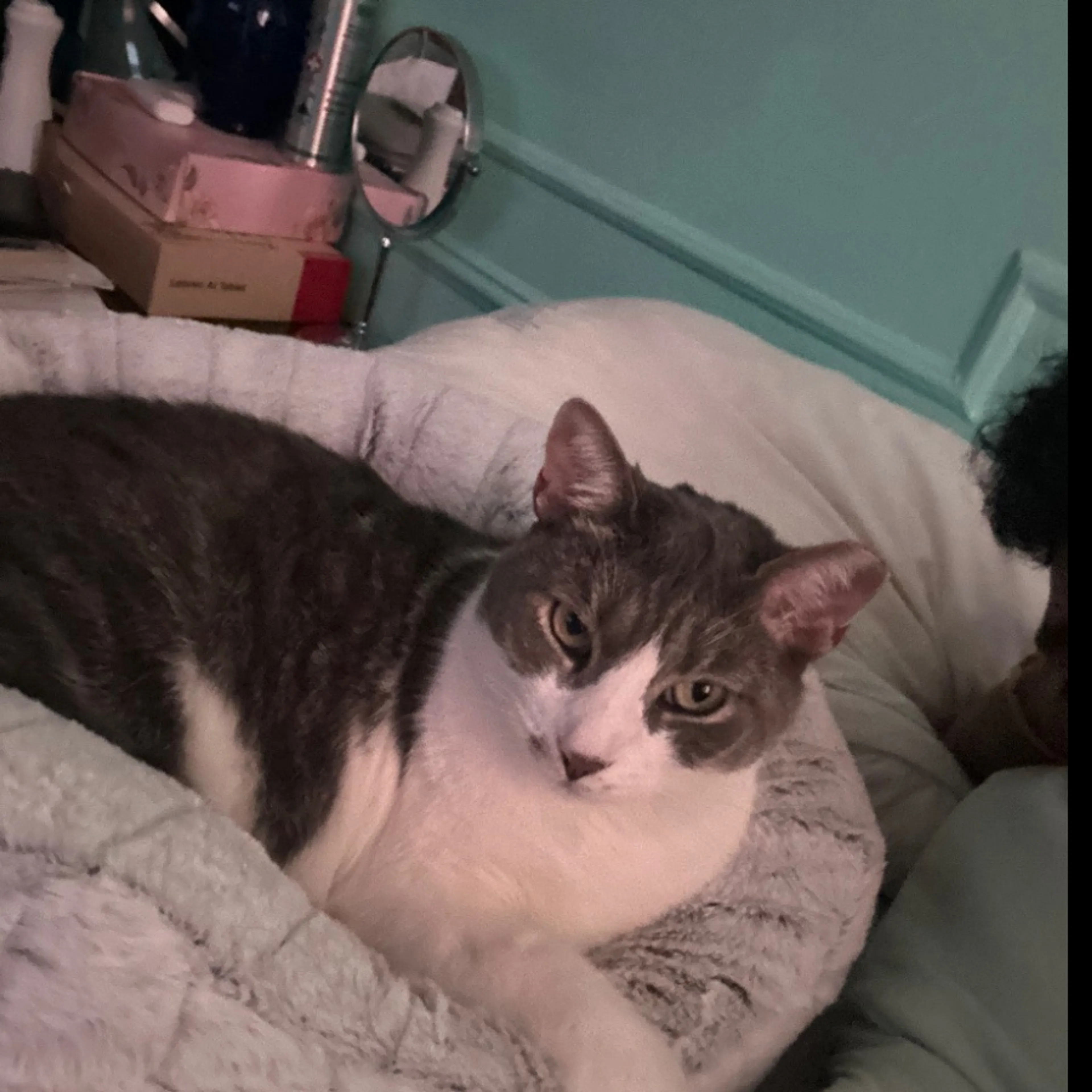 Lost pet