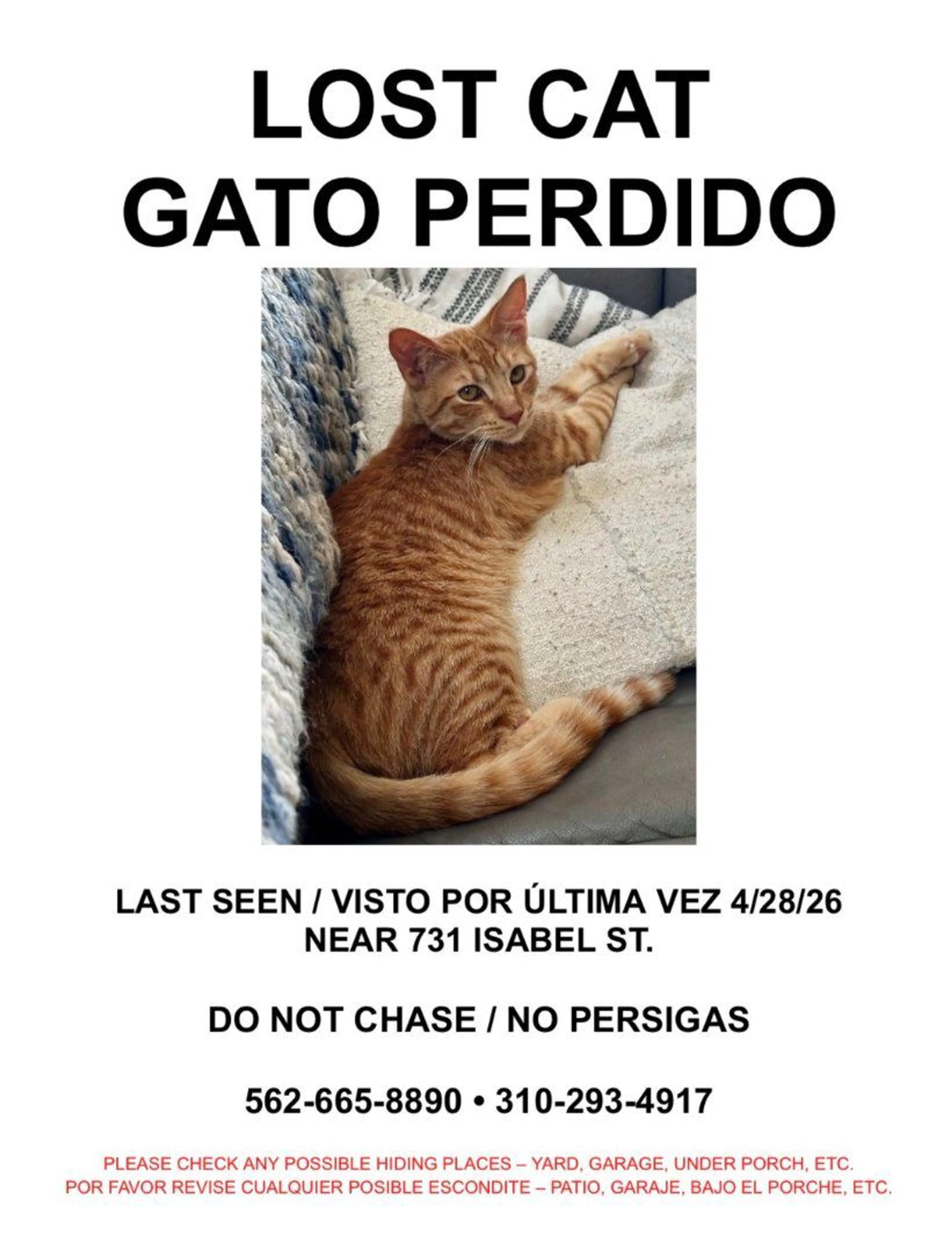 Lost pet