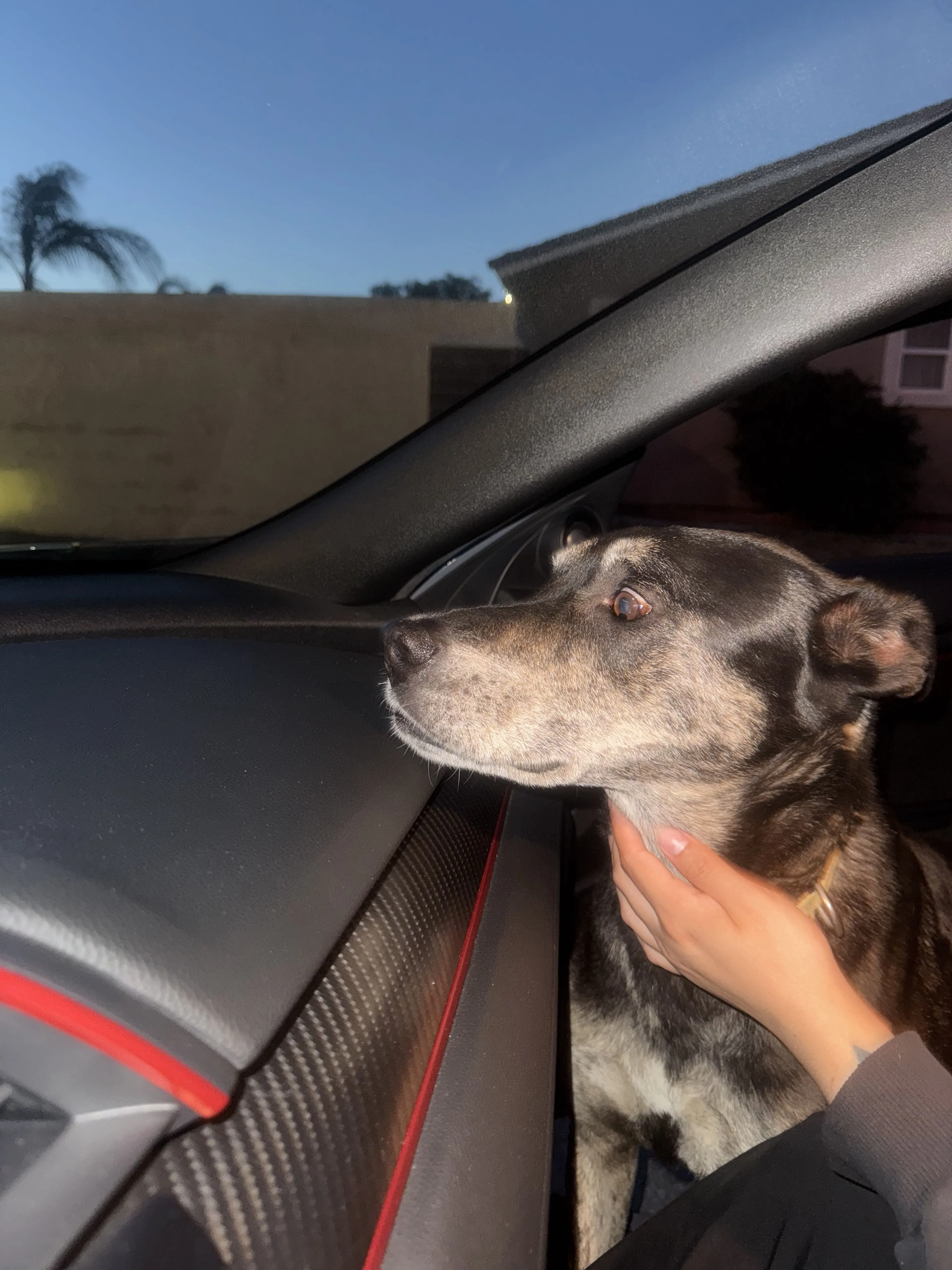 Lost pet-0