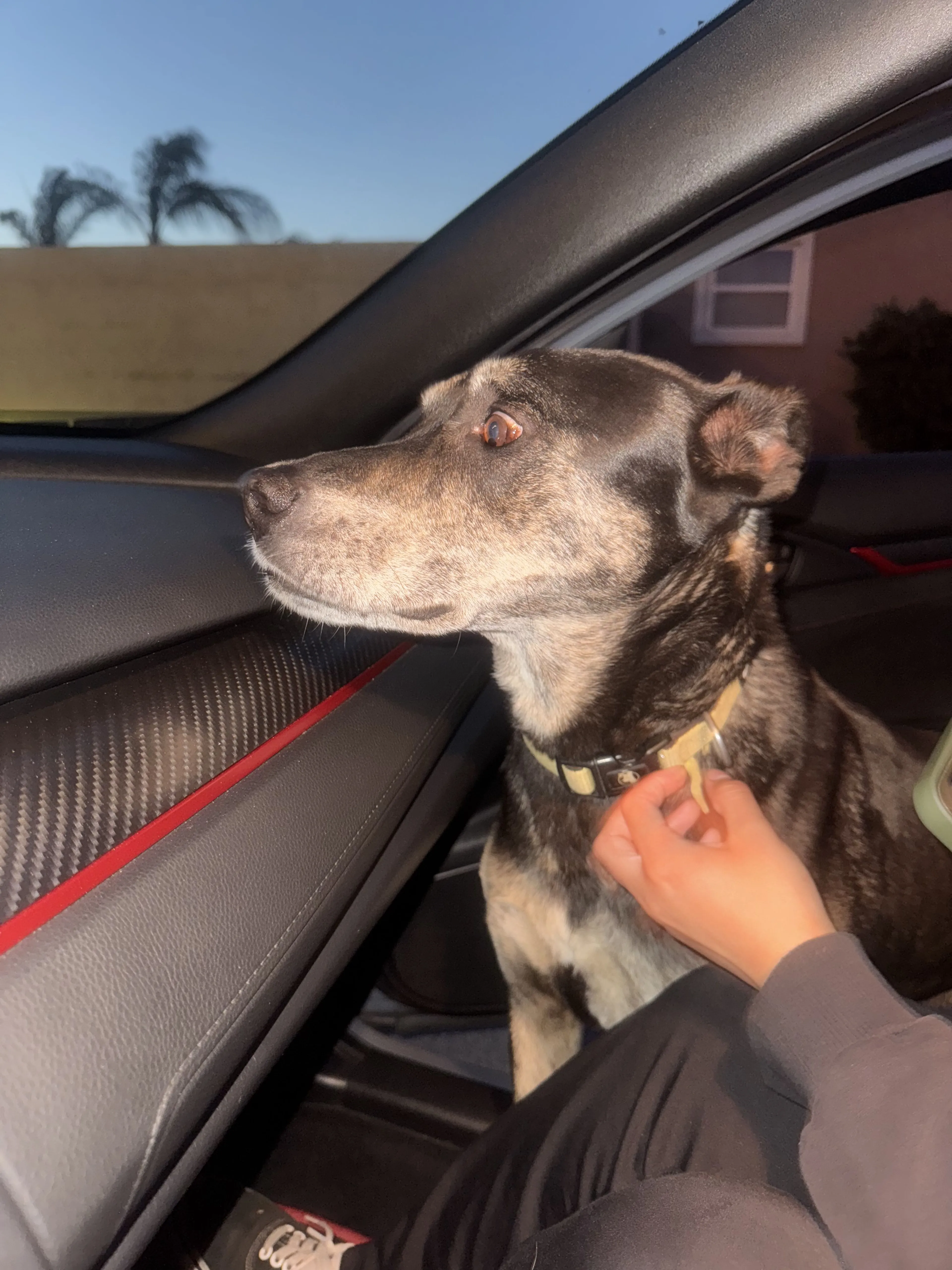 Lost pet-1