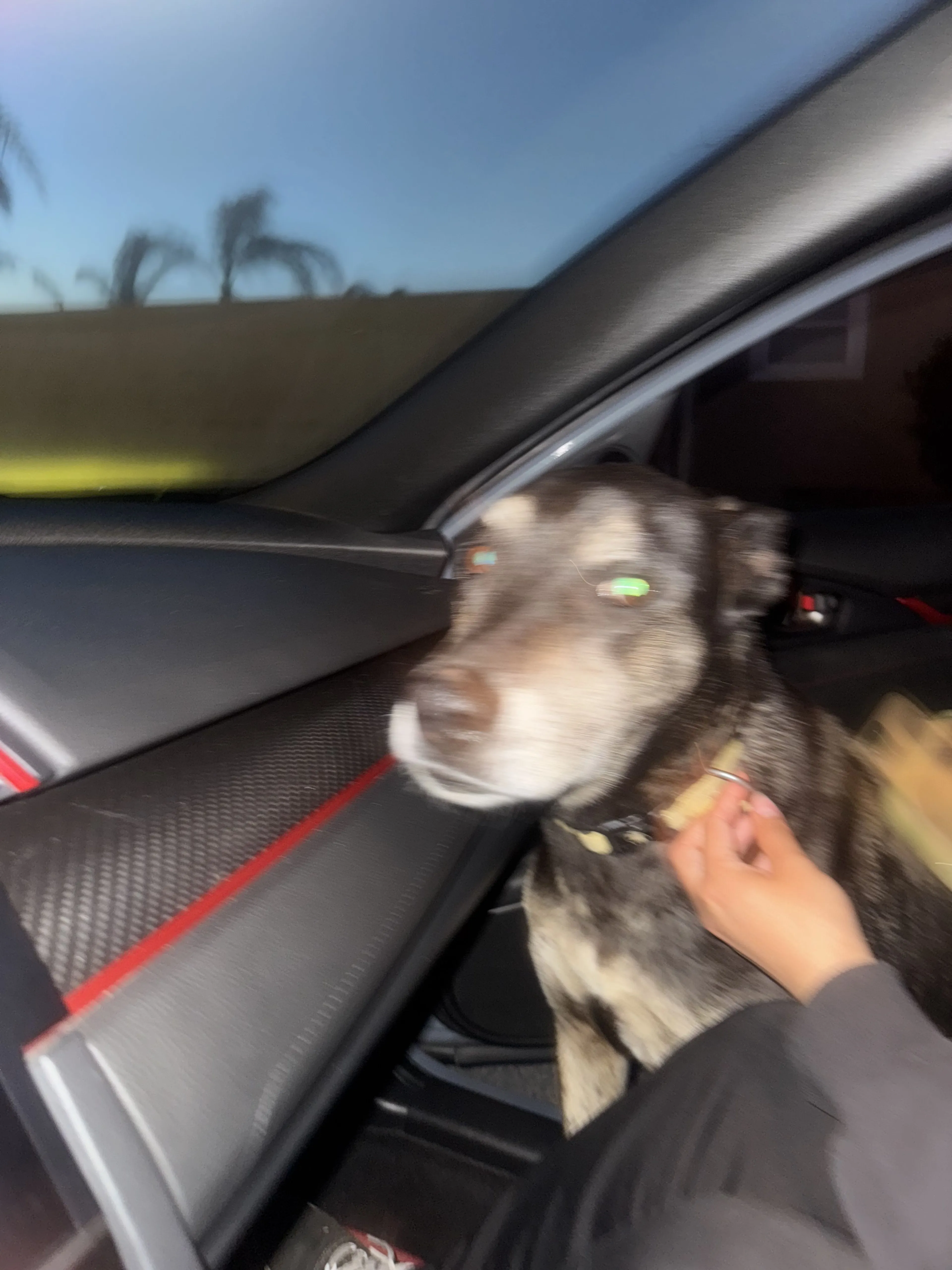 Lost pet-2