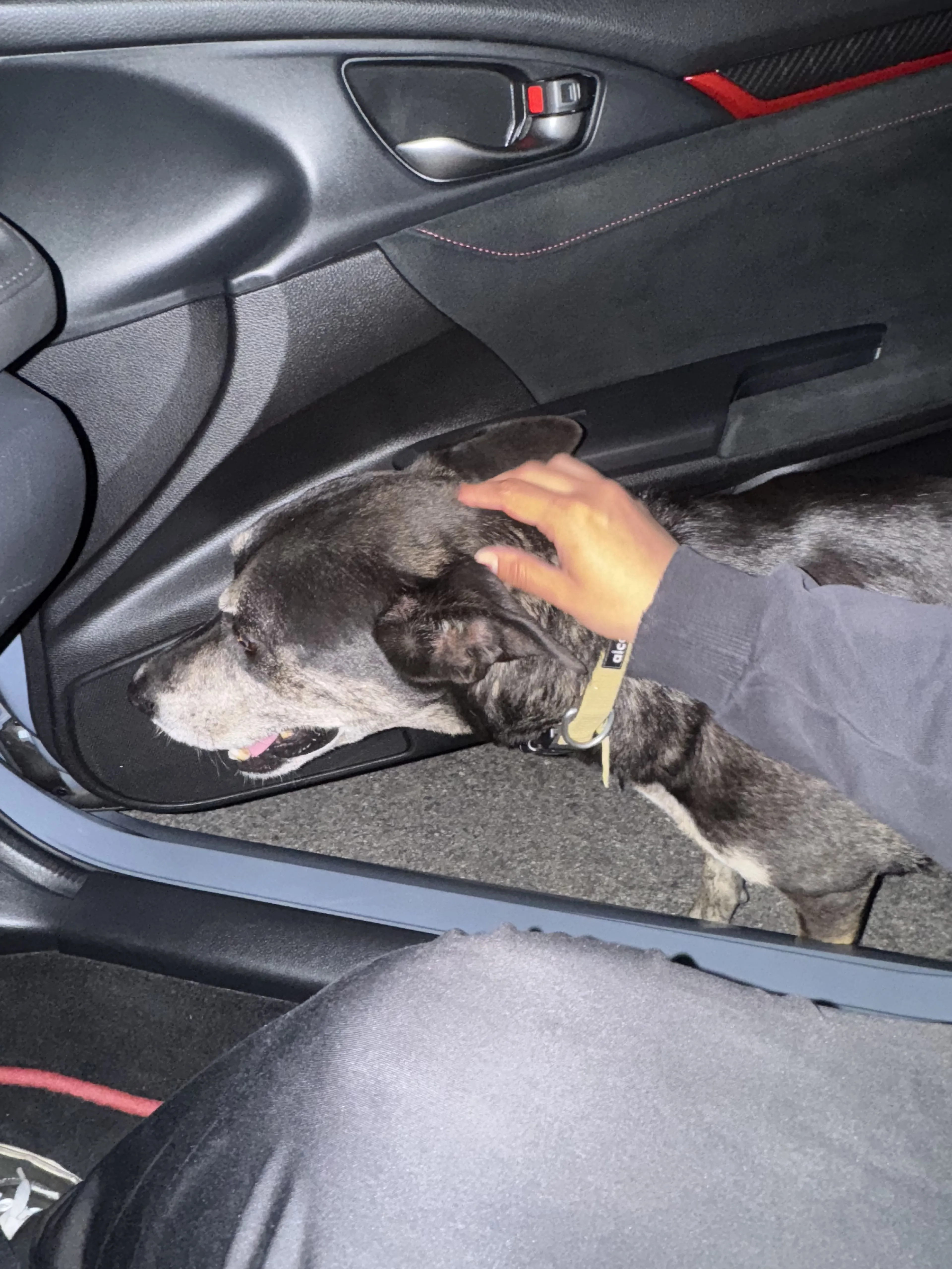 Lost pet-3