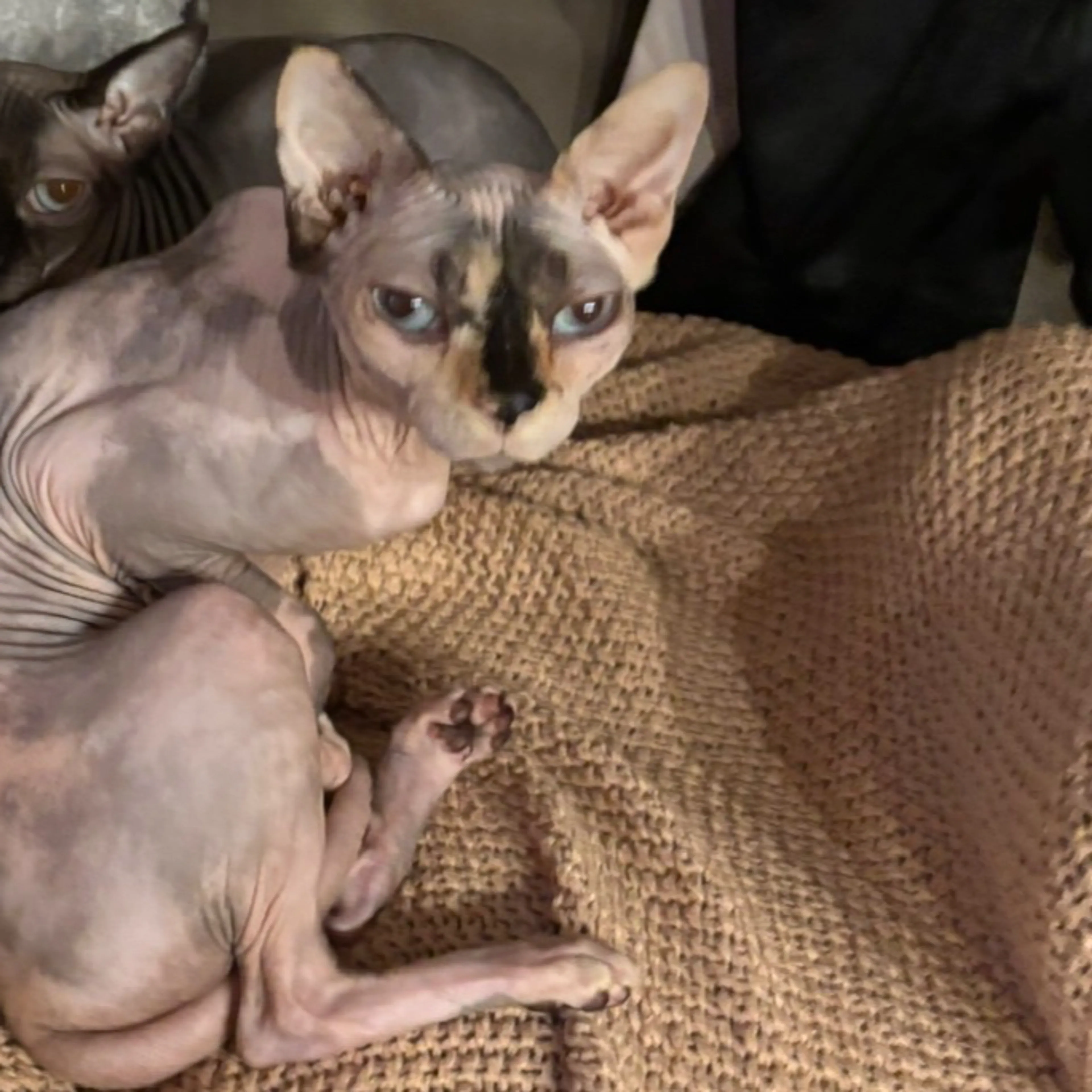 Lost pet-2