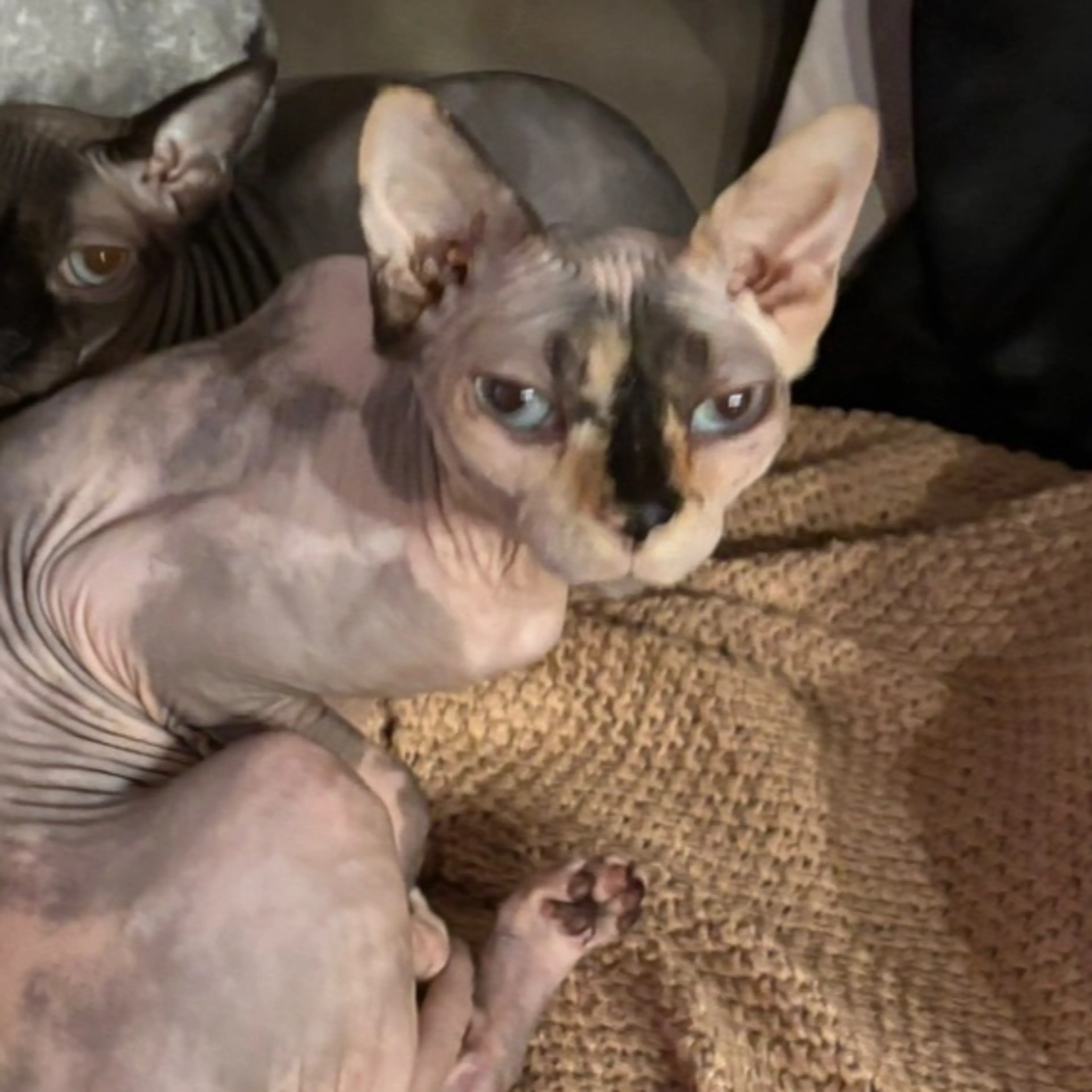 Lost pet-1