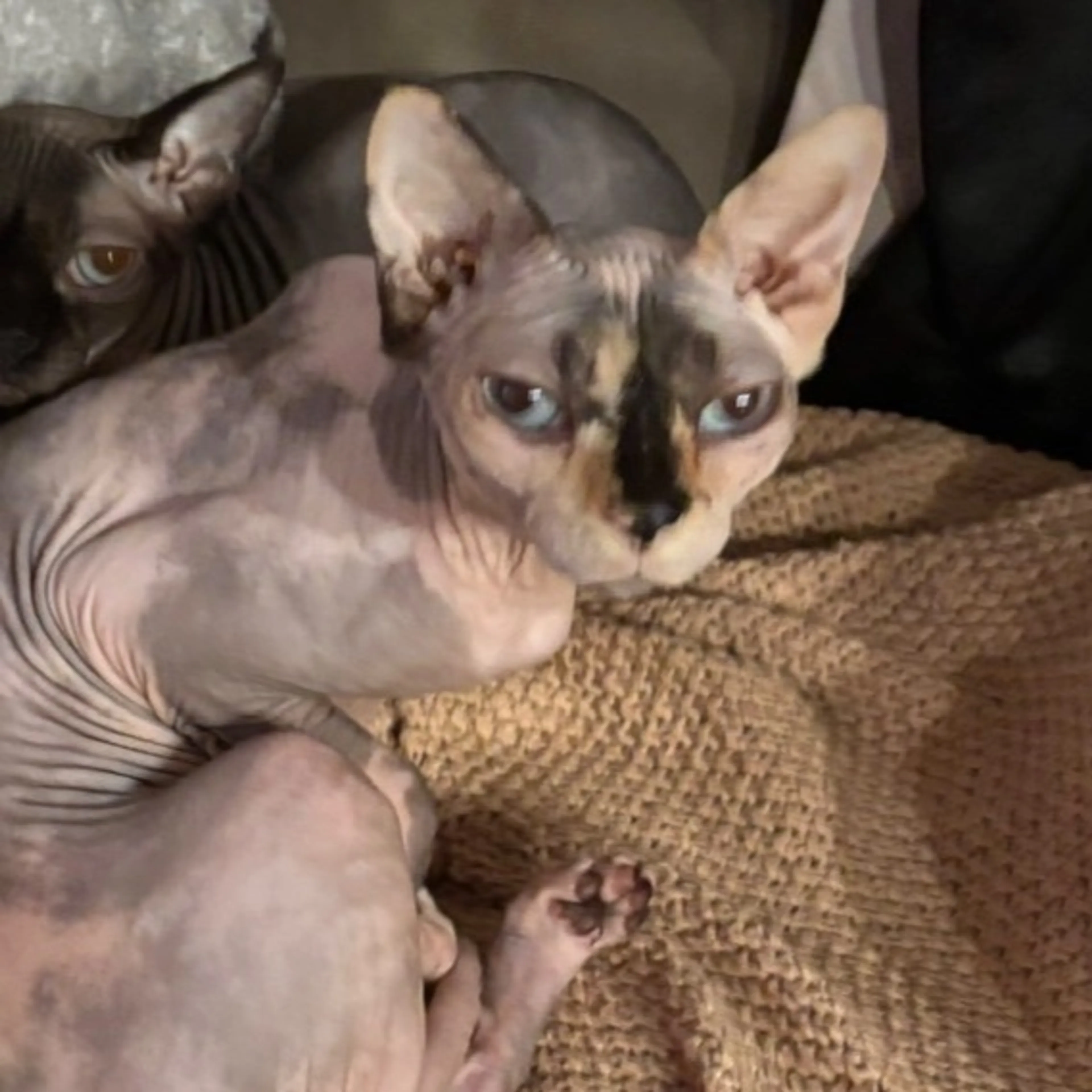 Lost pet-0