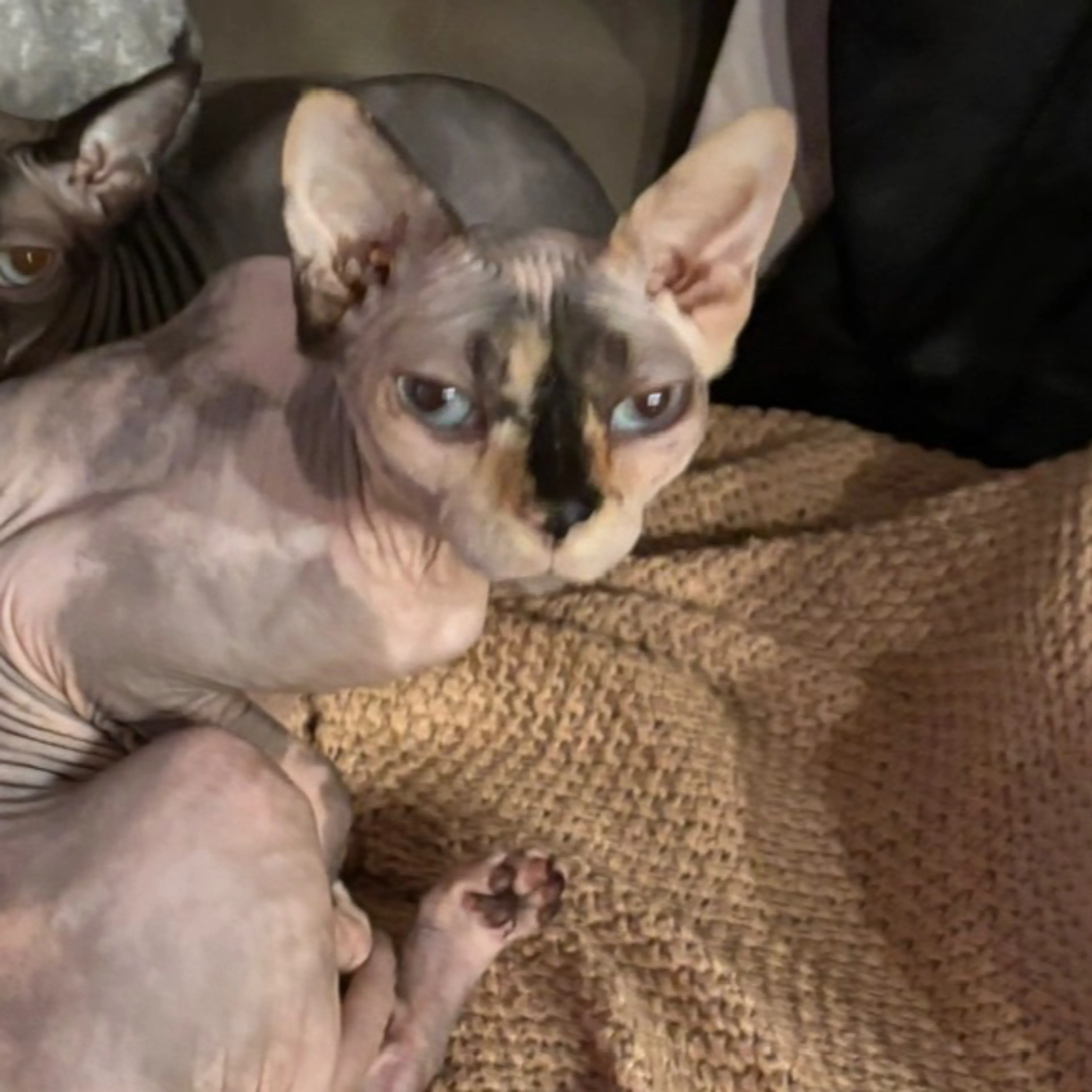 Lost pet-3