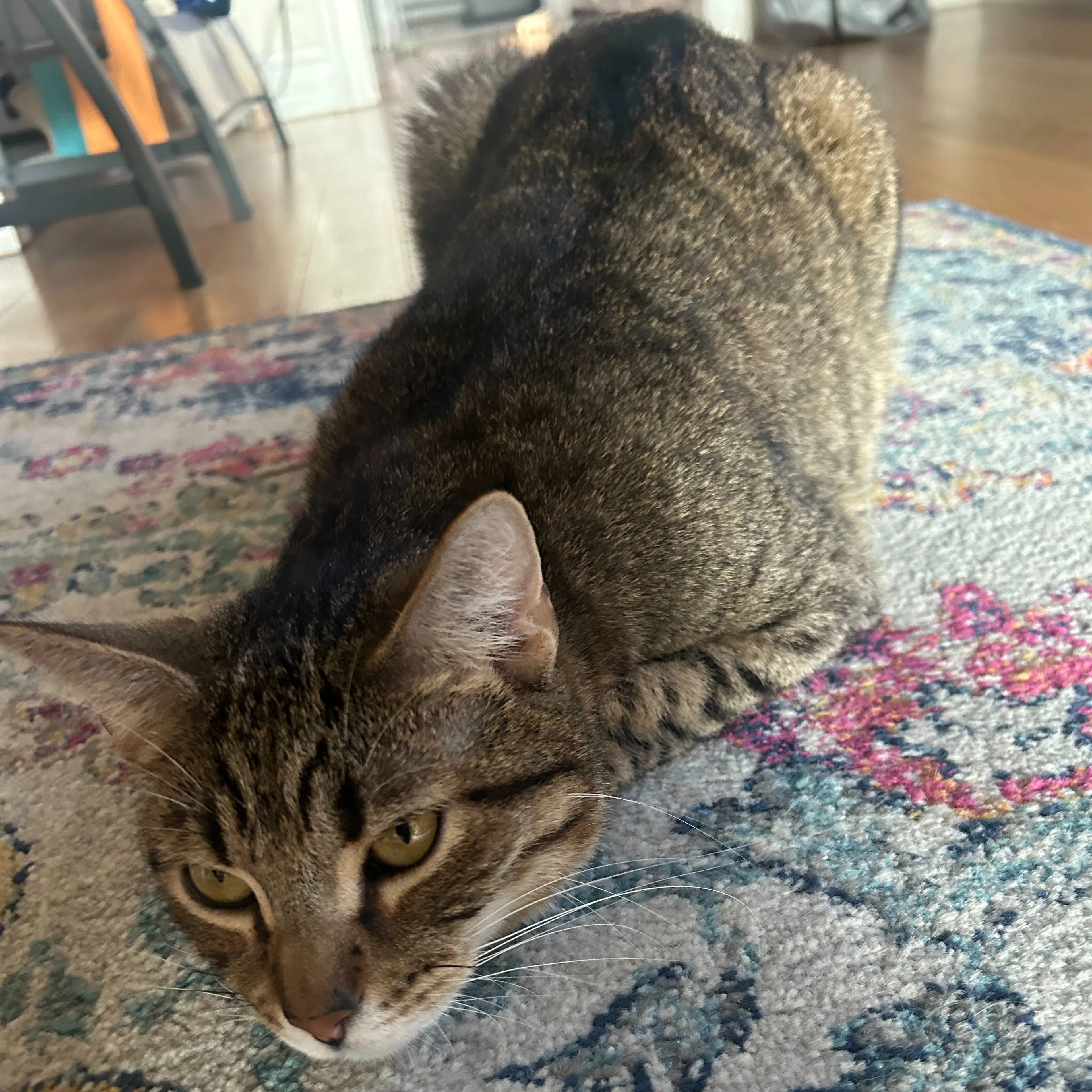 Lost pet-2