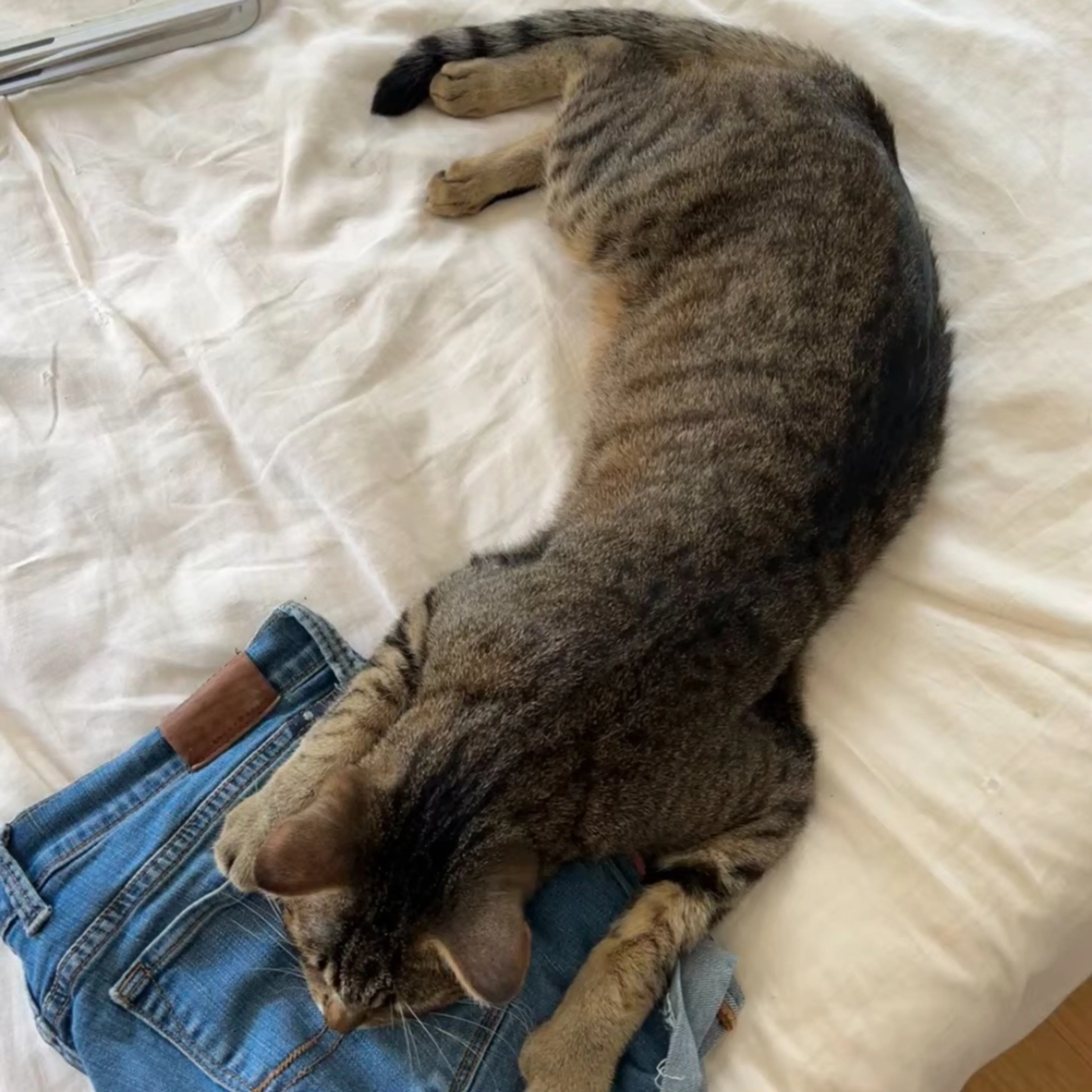Lost pet-1