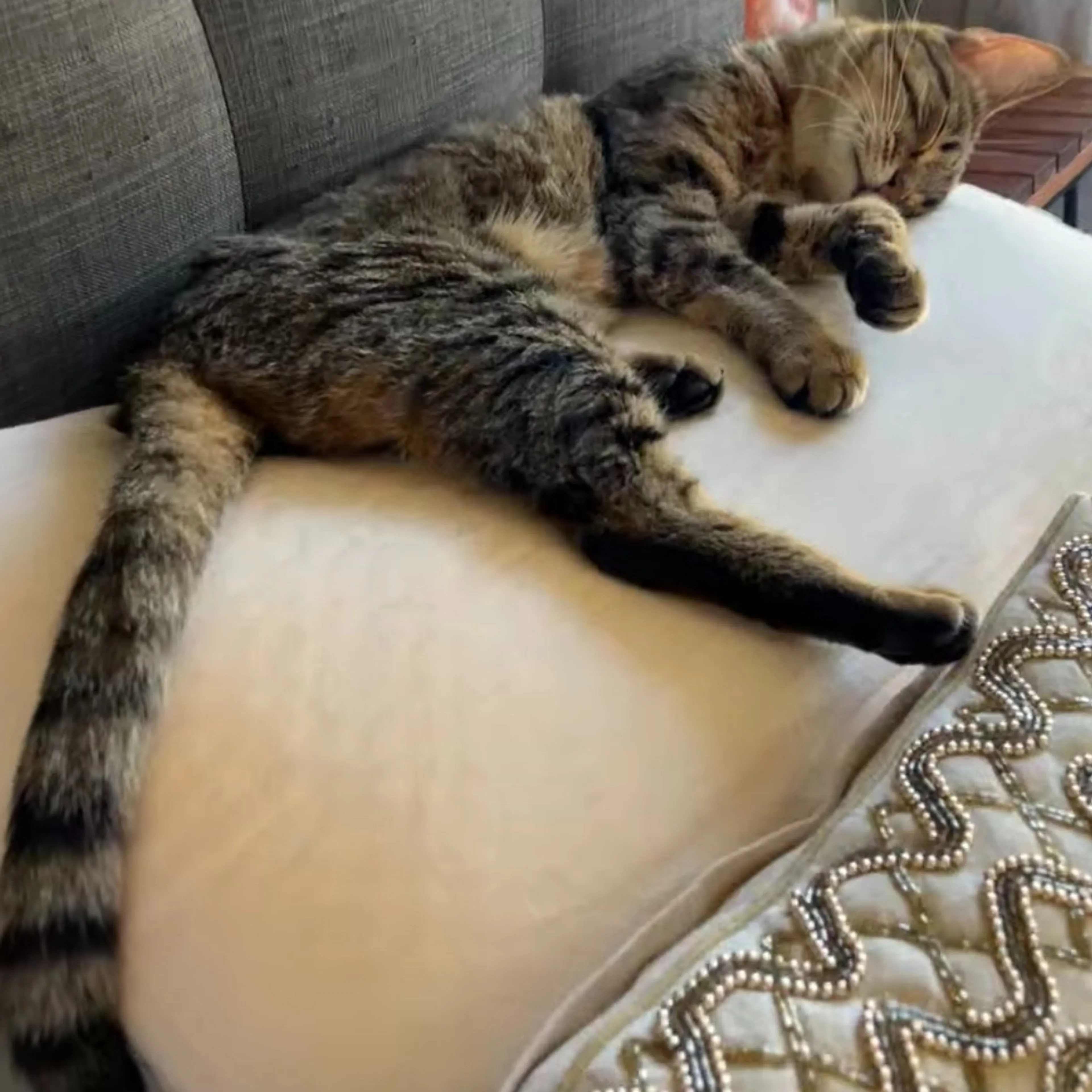 Lost pet-3
