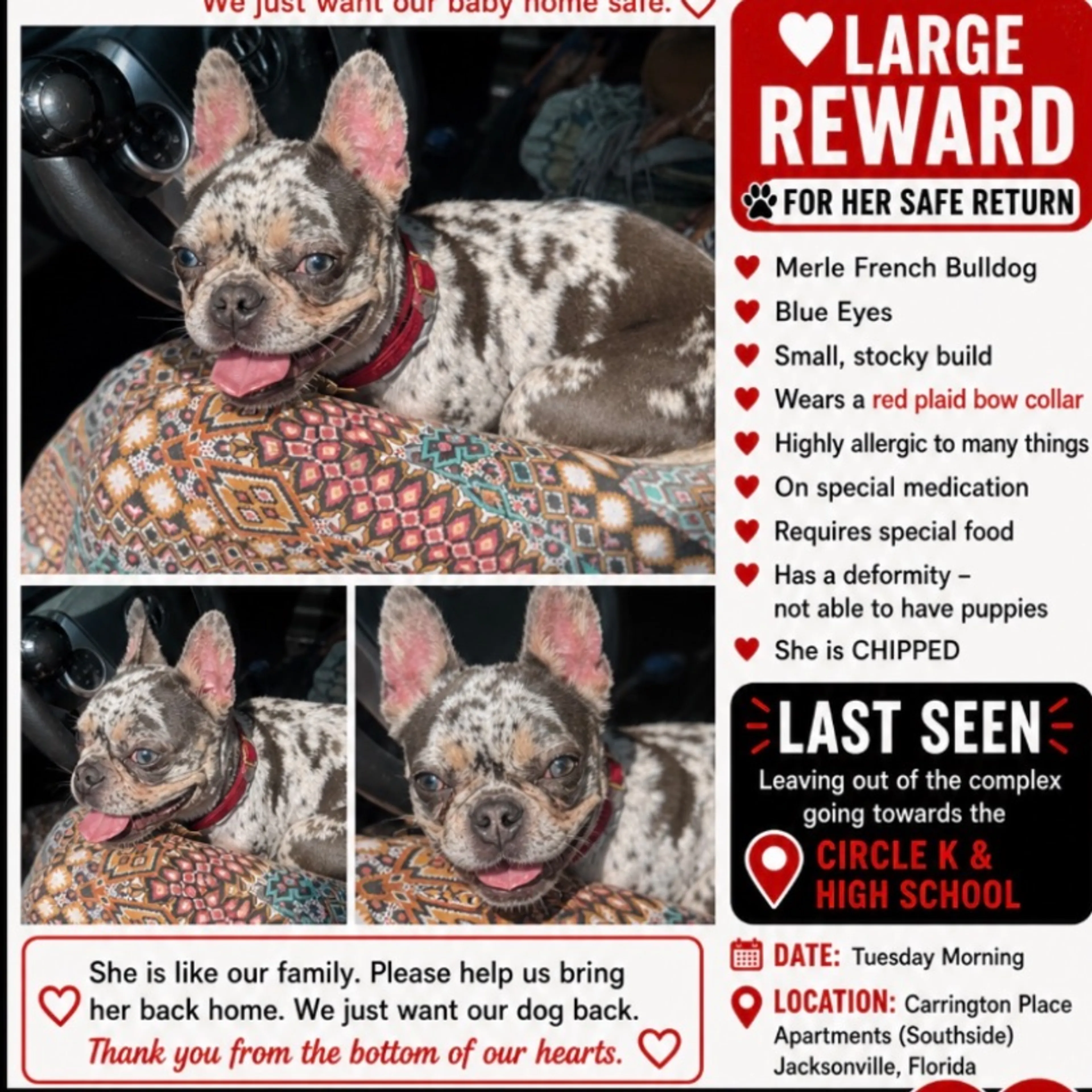 Lost pet