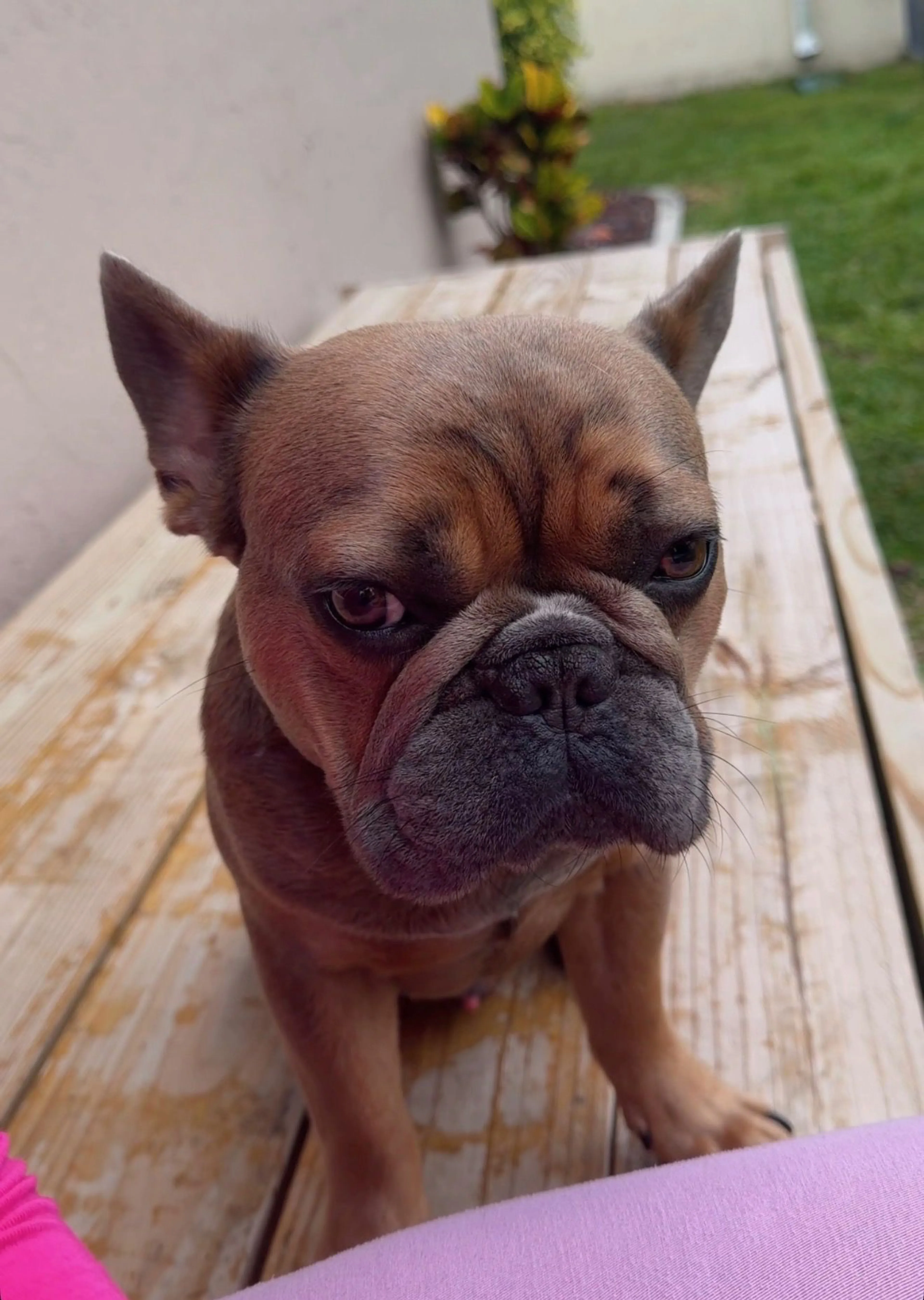 Lost pet