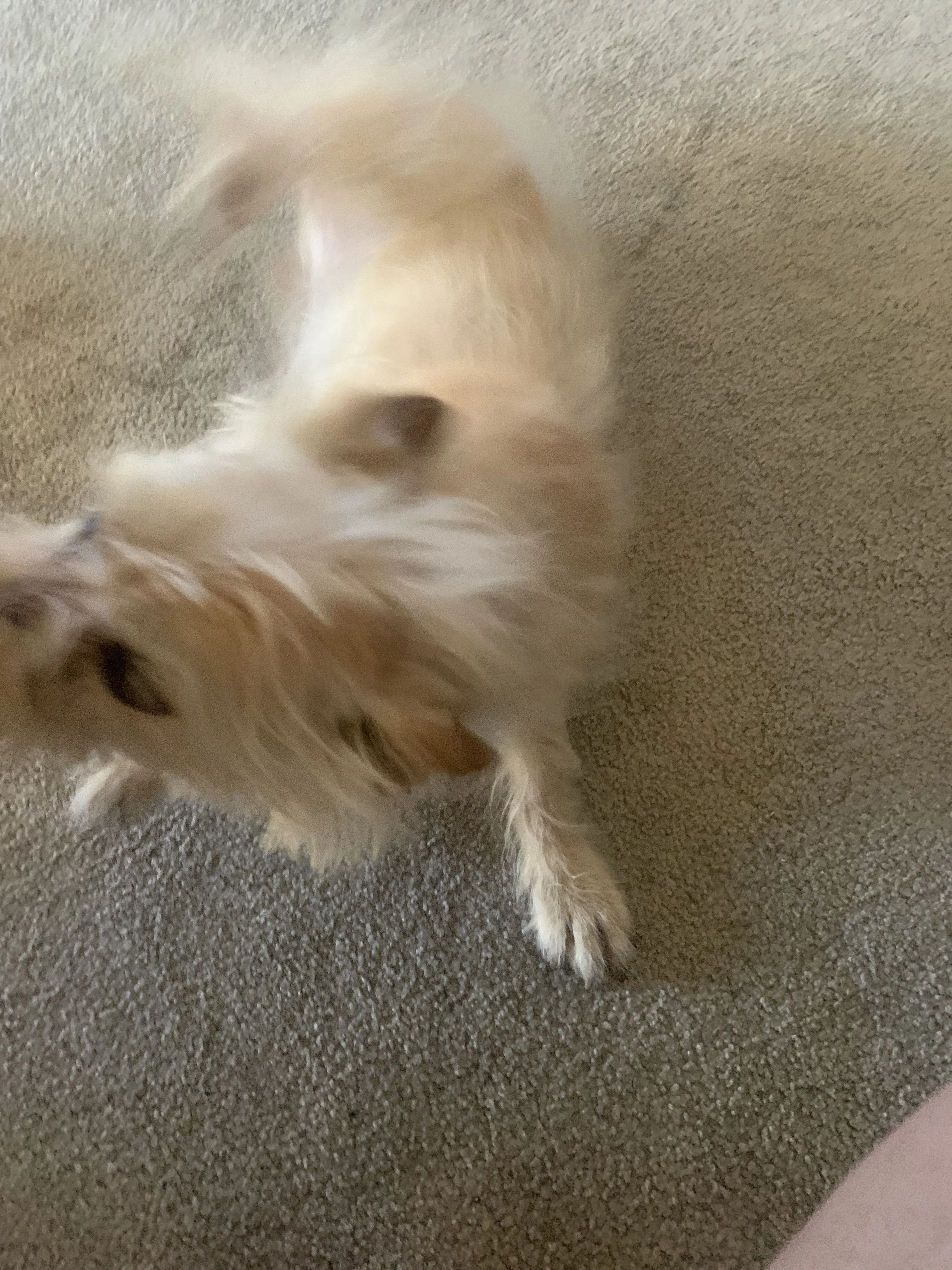 Lost pet-0