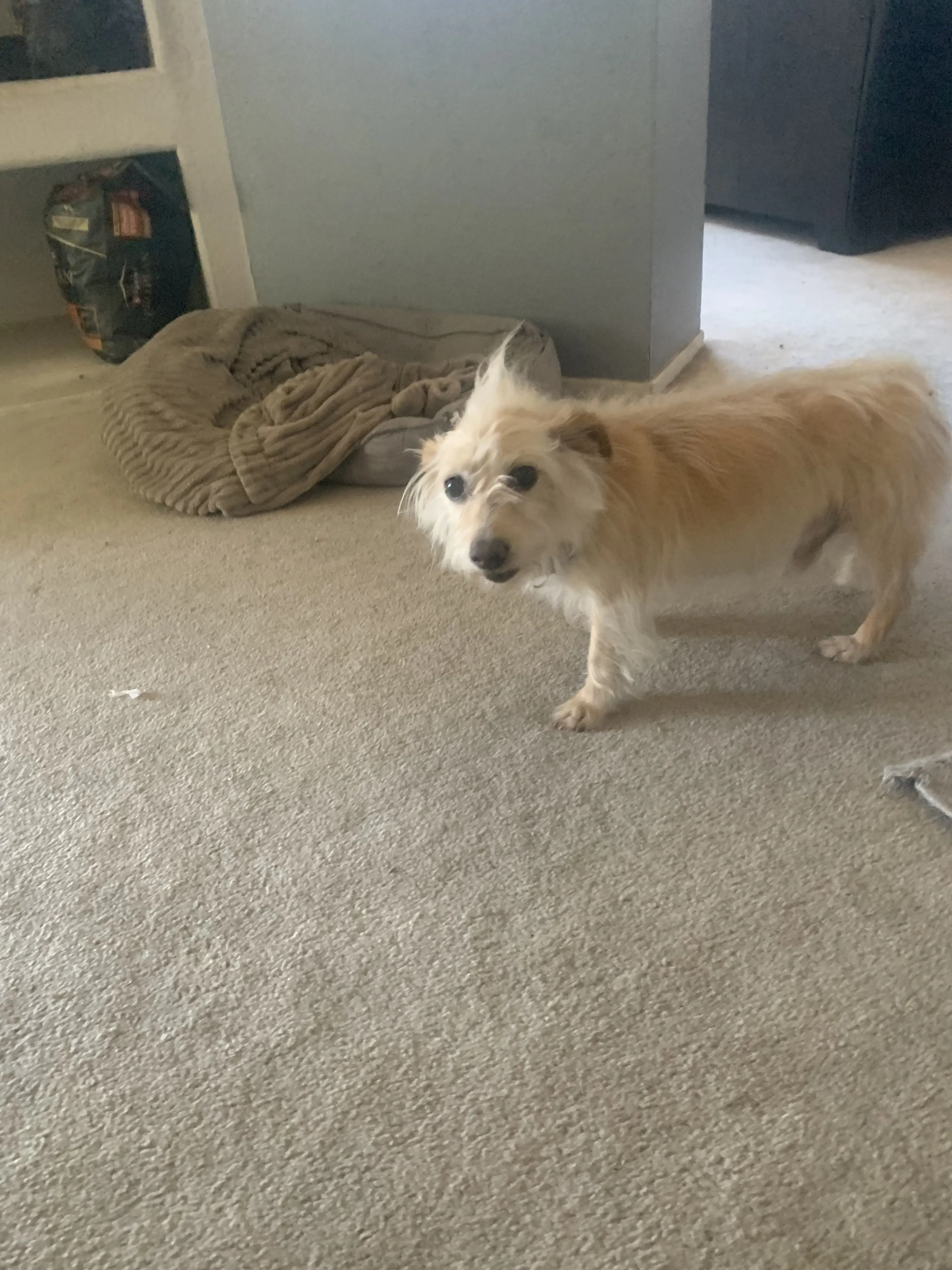 Lost pet-1