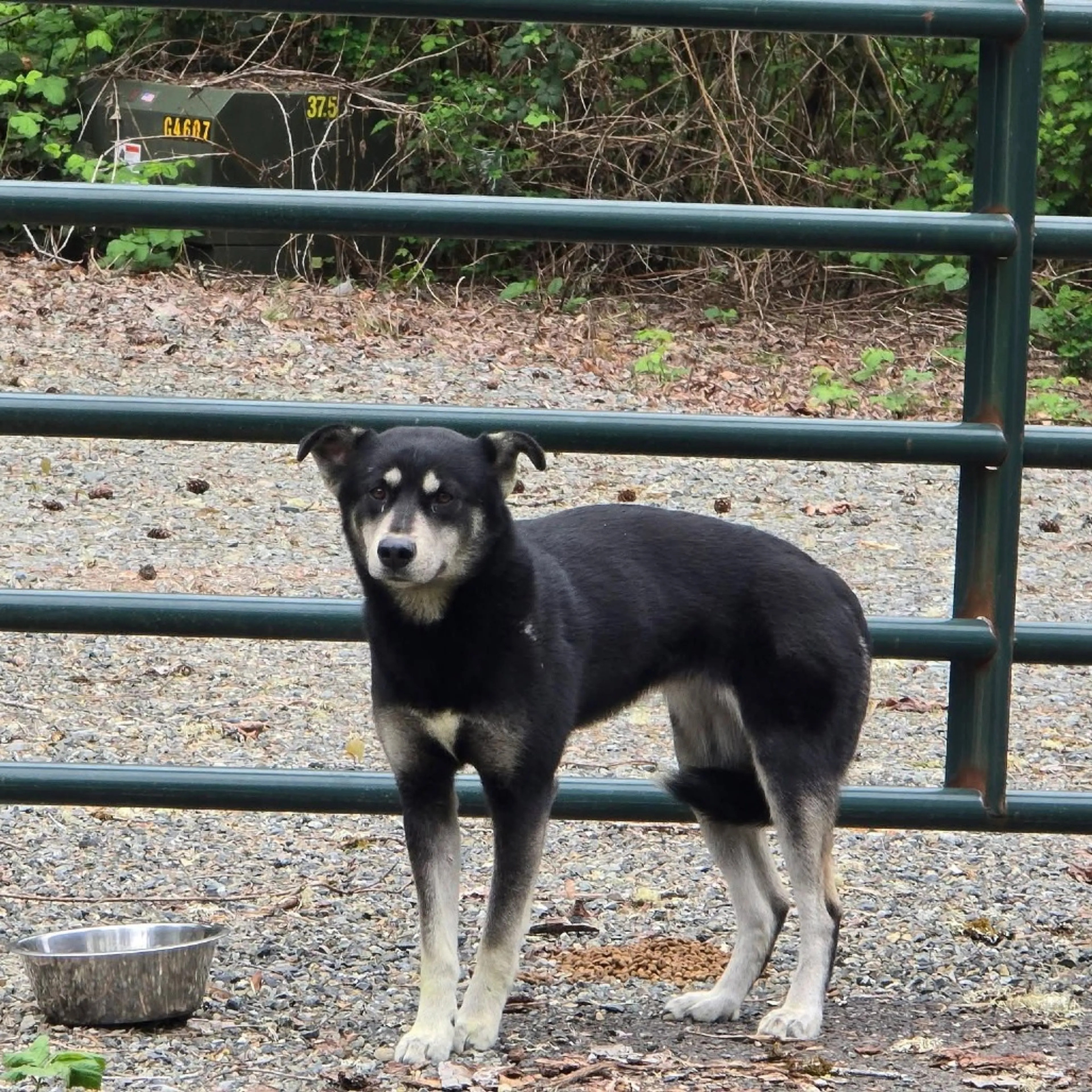Found pet
