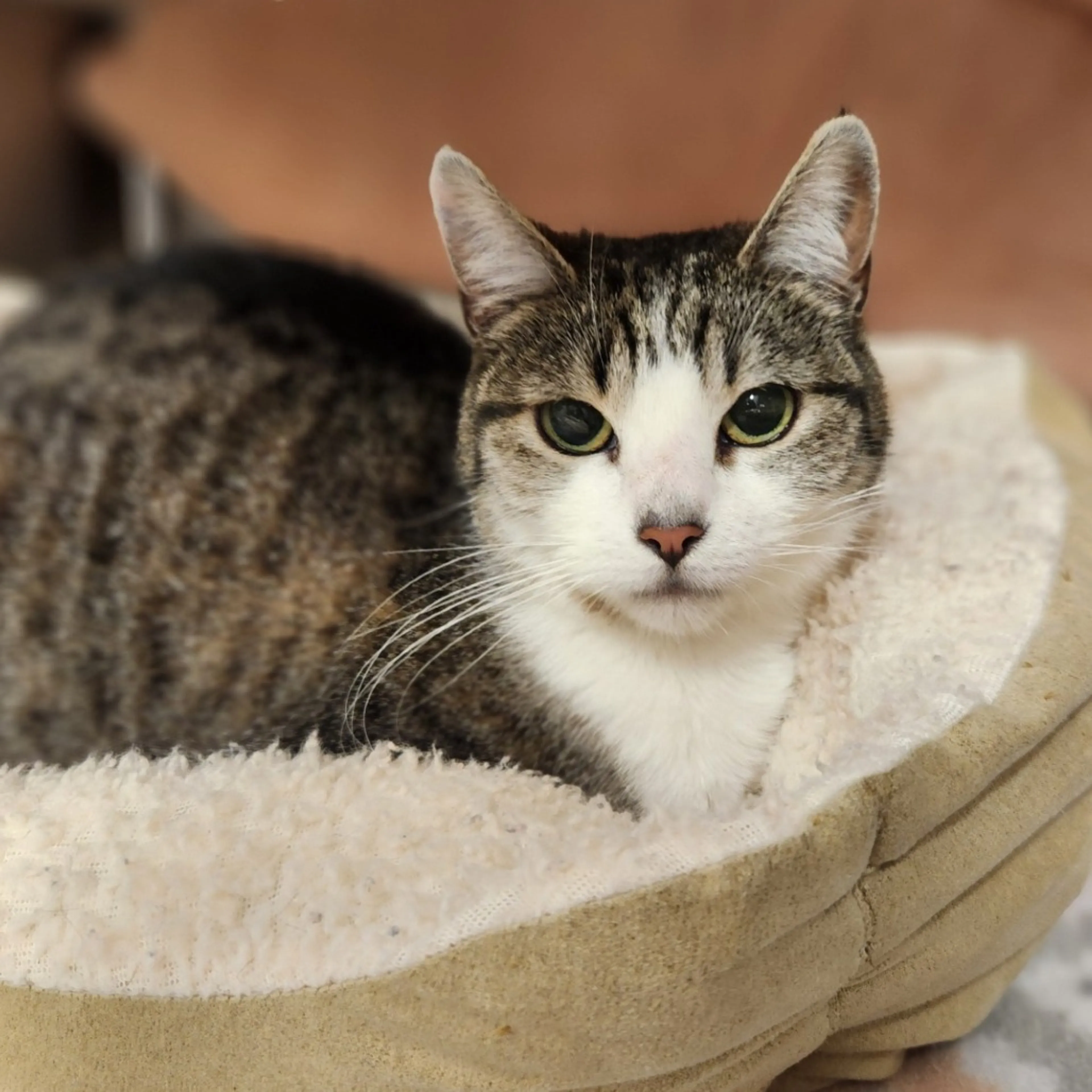 Found pet-2