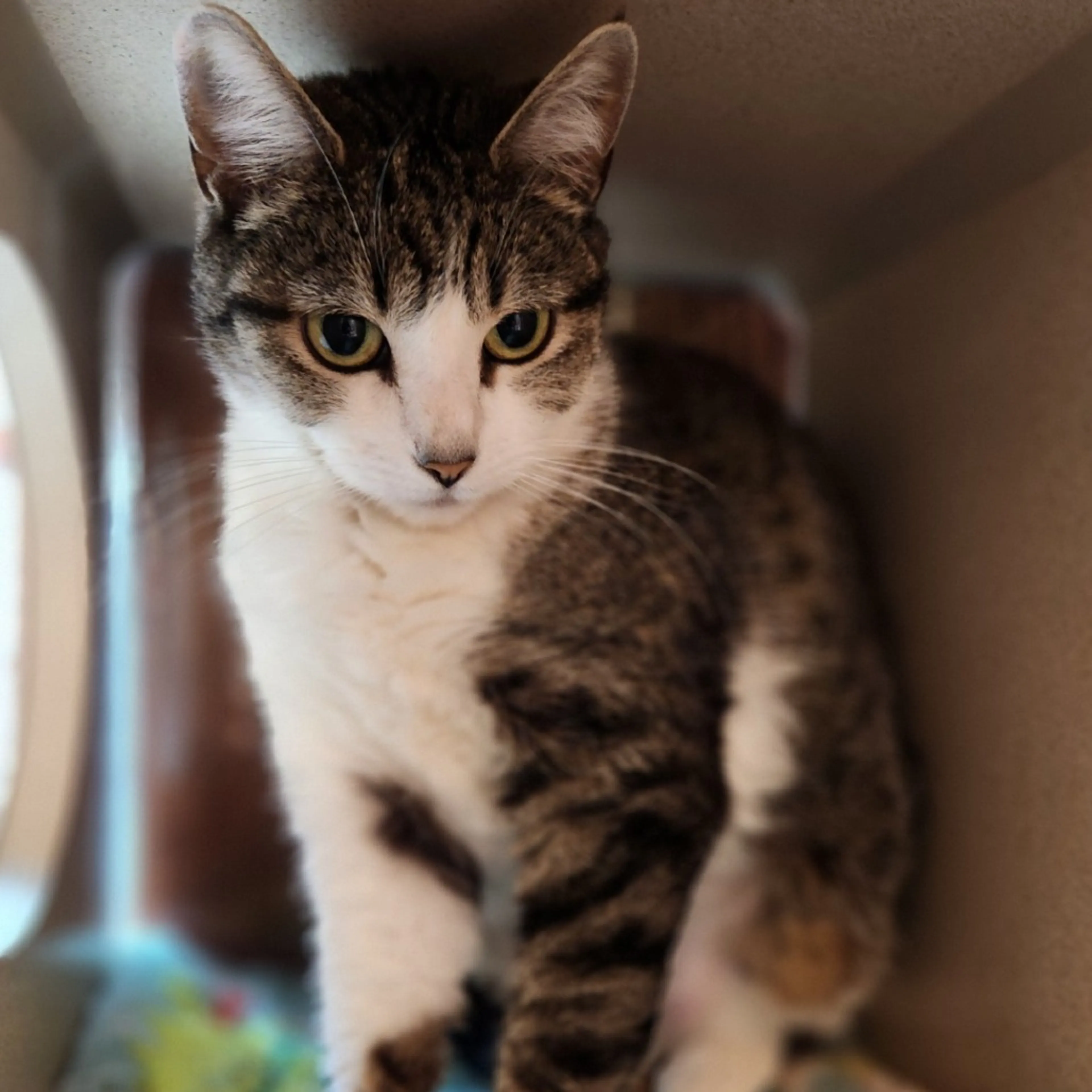 Found pet-1