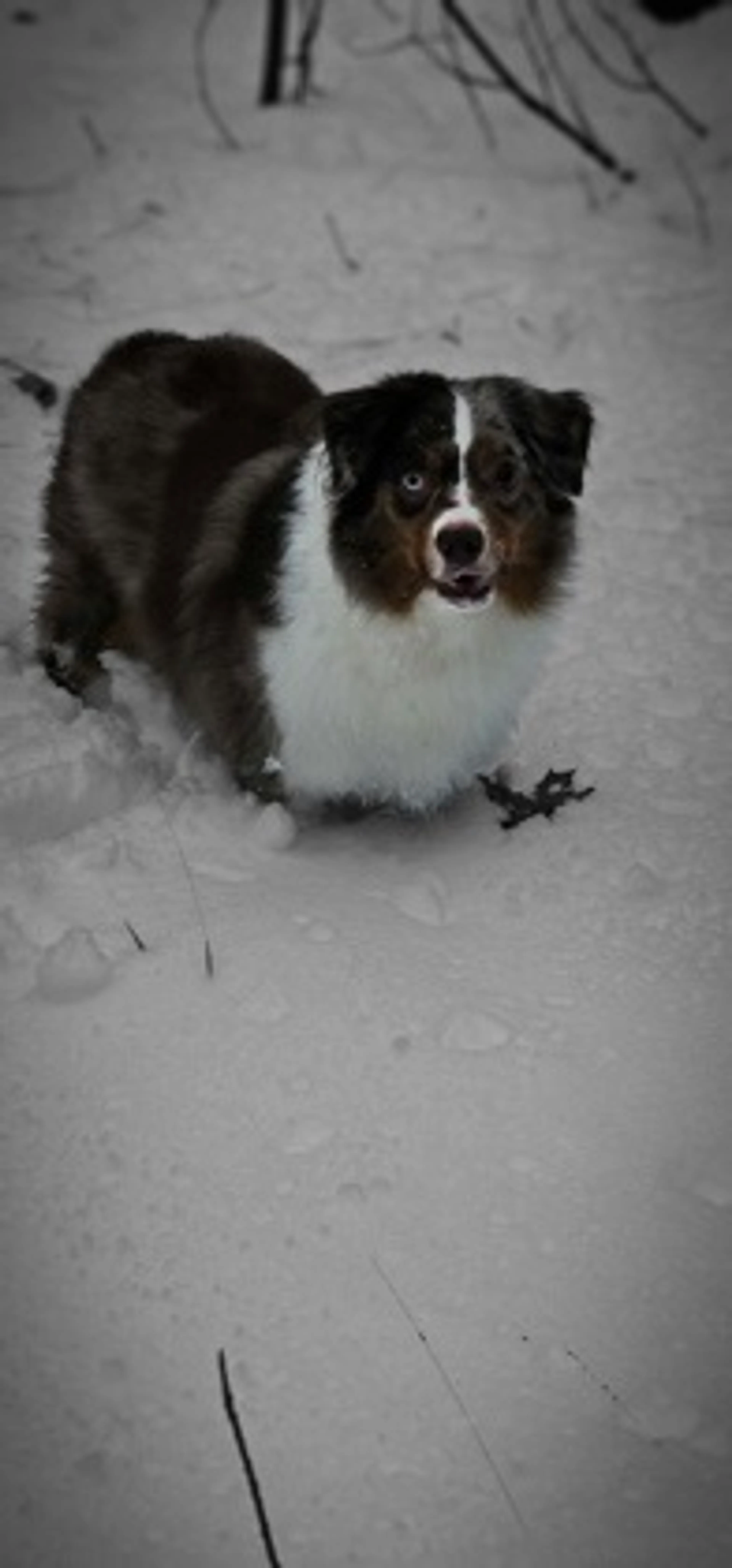 Found pet-2