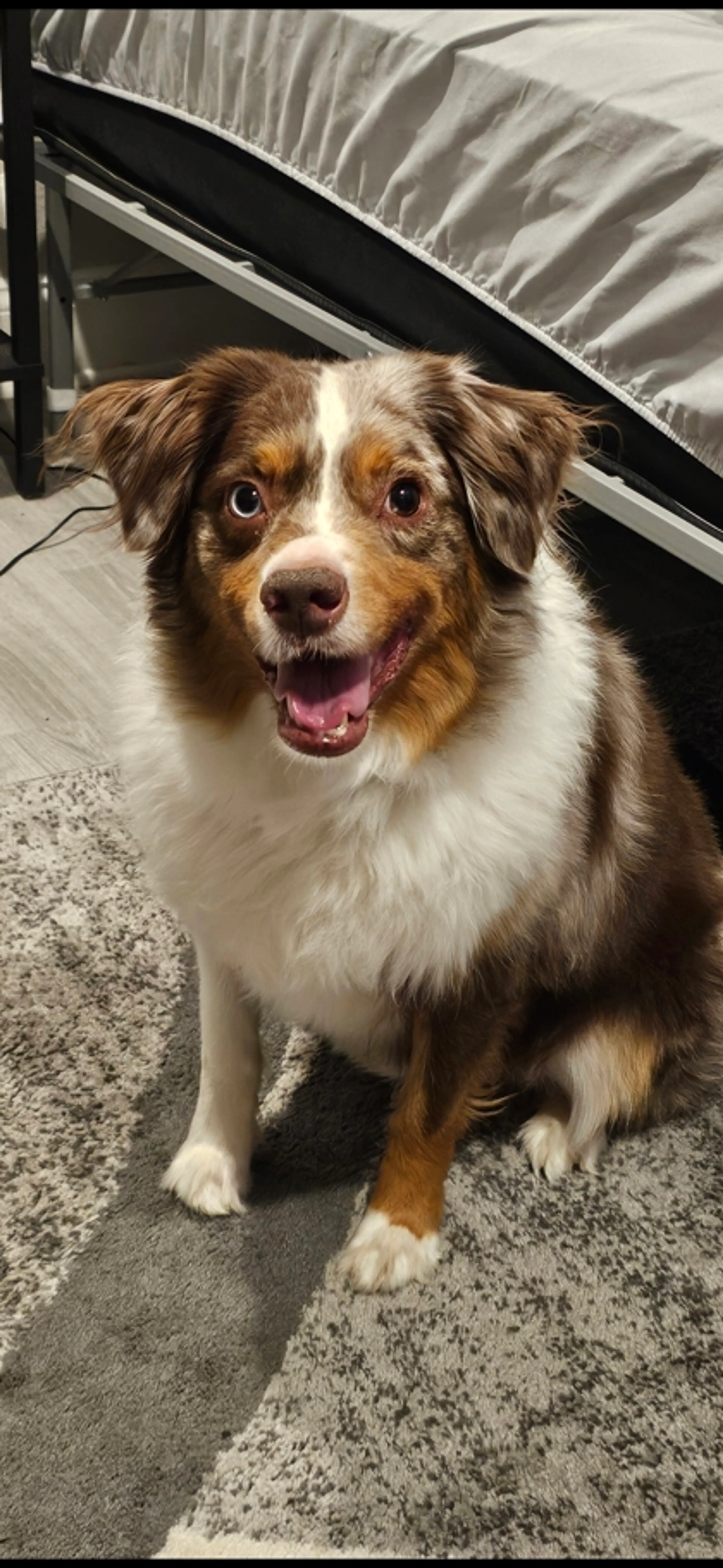 Found pet-0