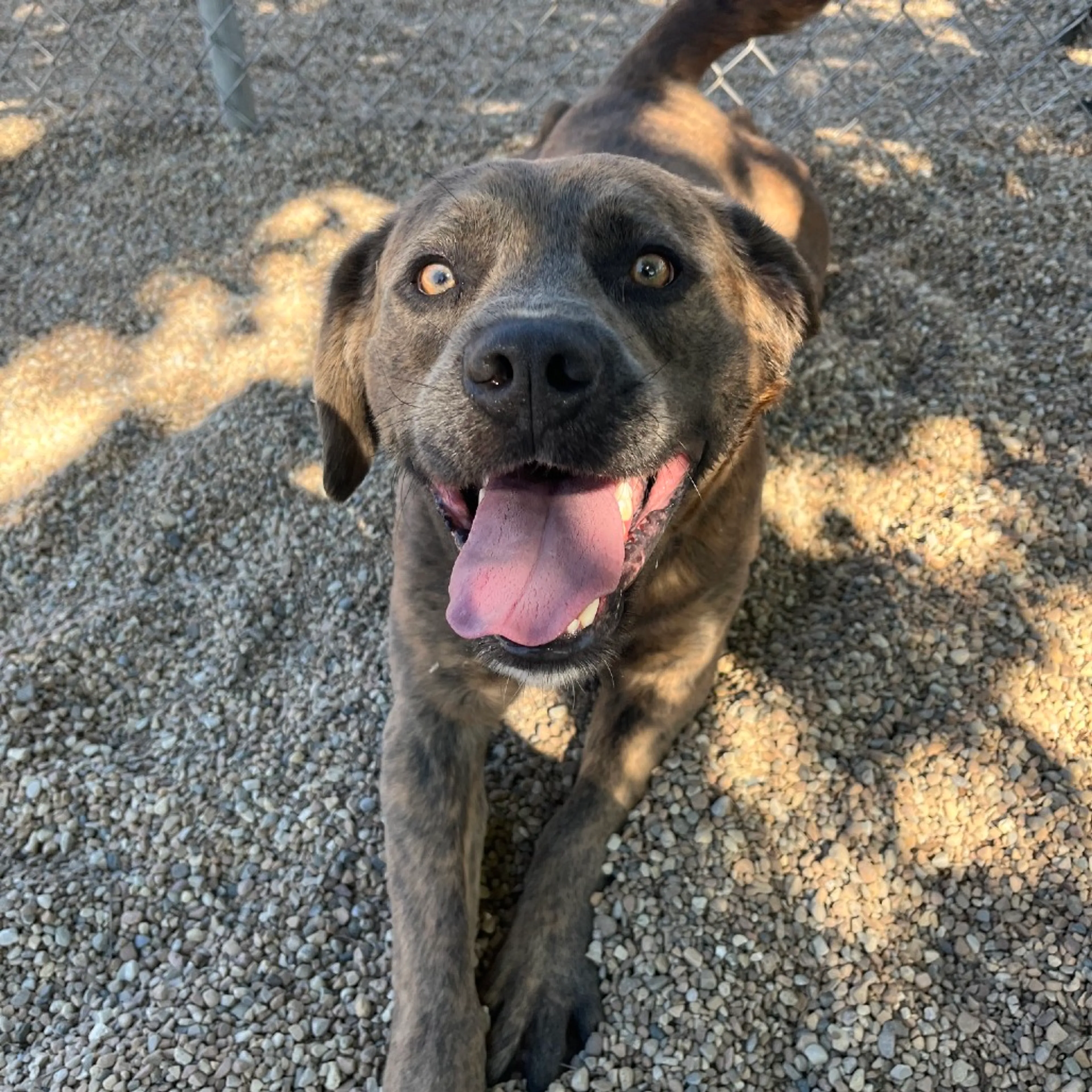 Found pet-7