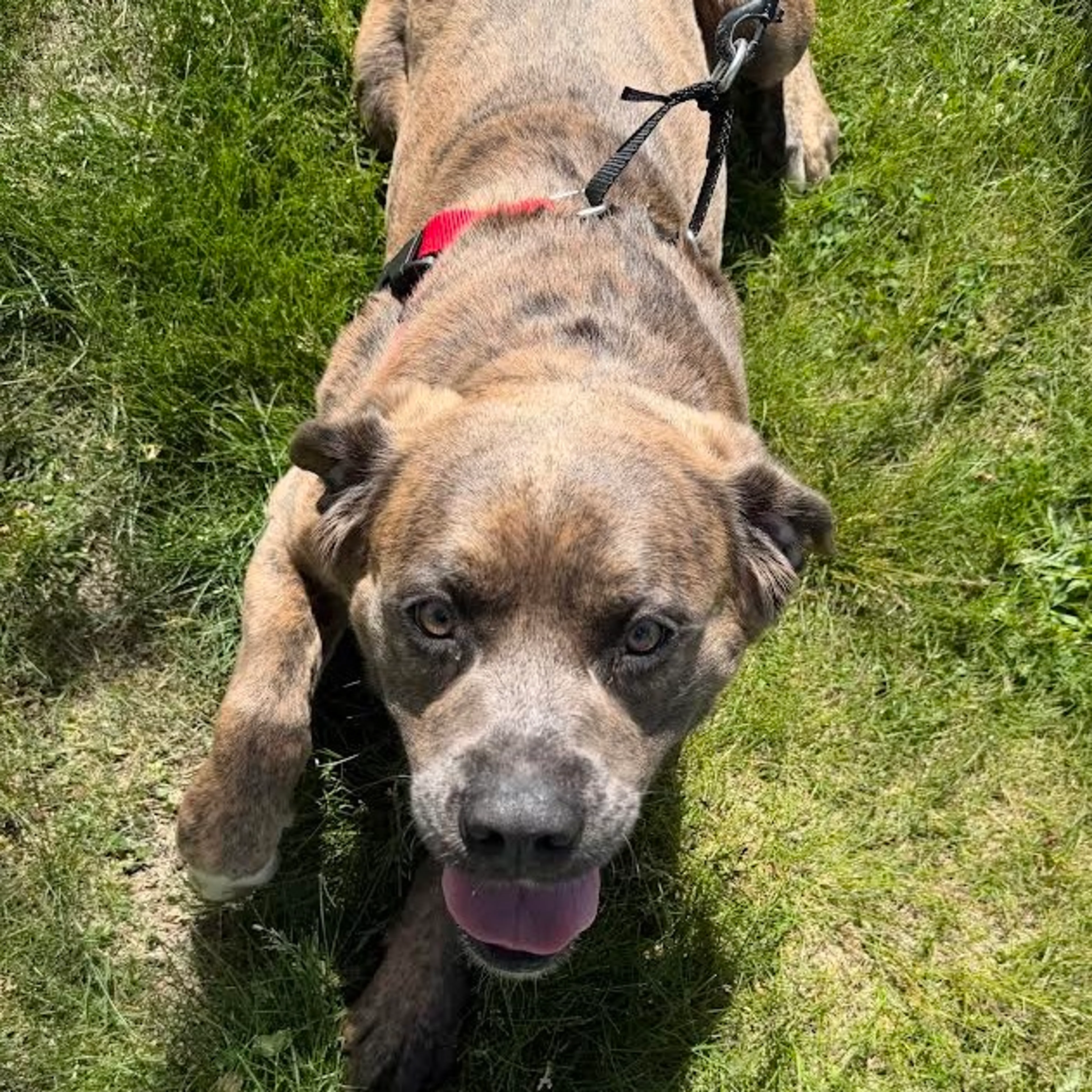 Found pet-6