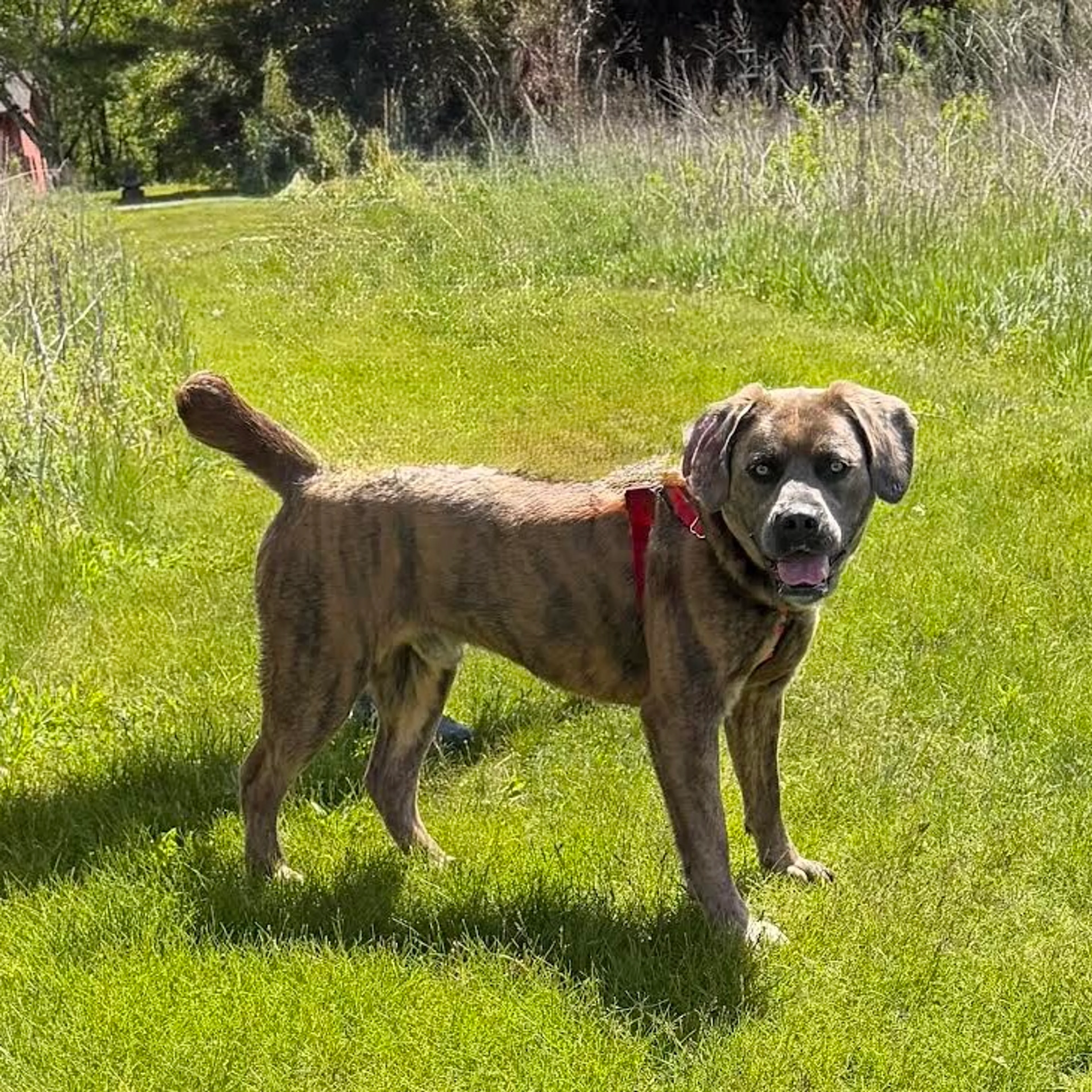 Found pet-5