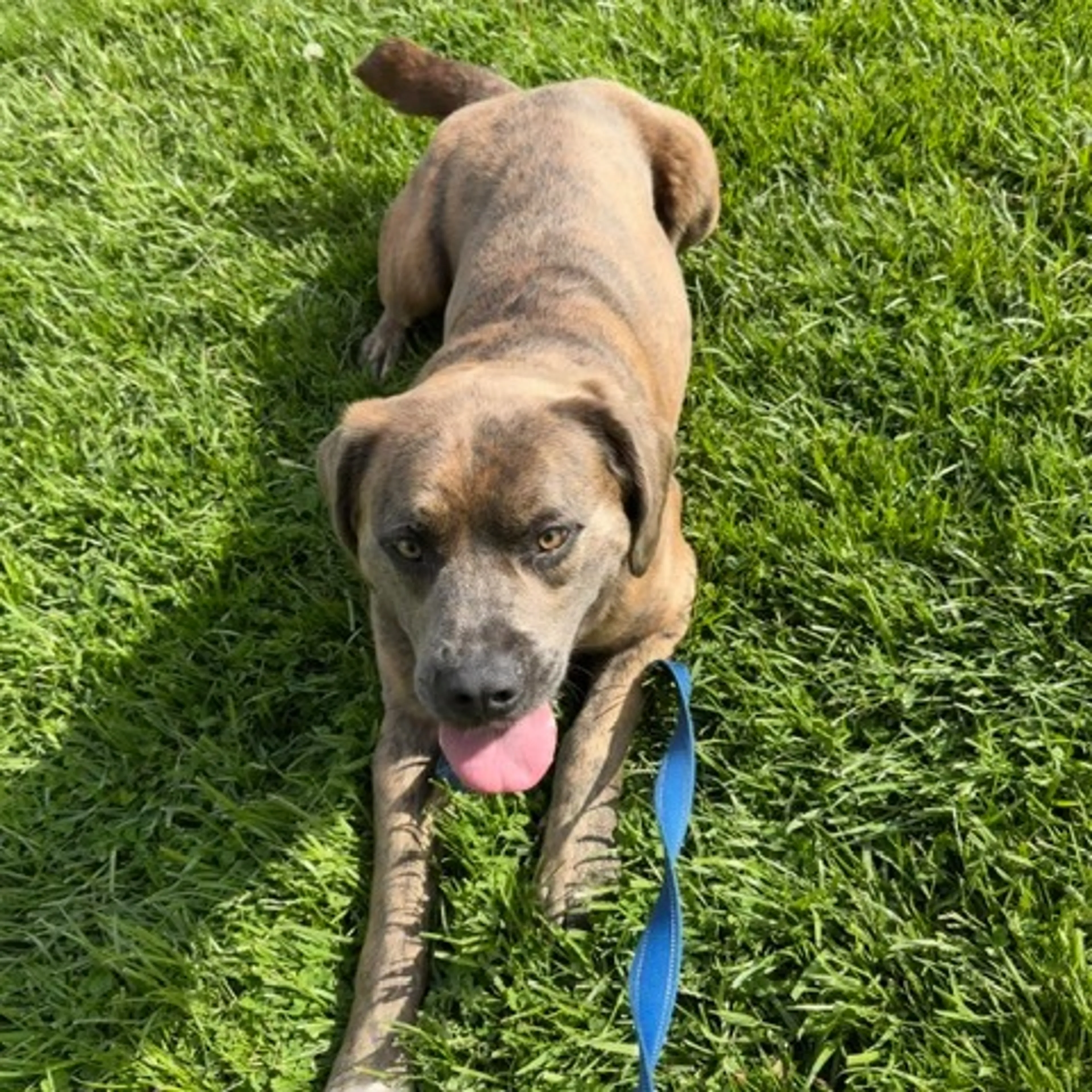 Found pet-1