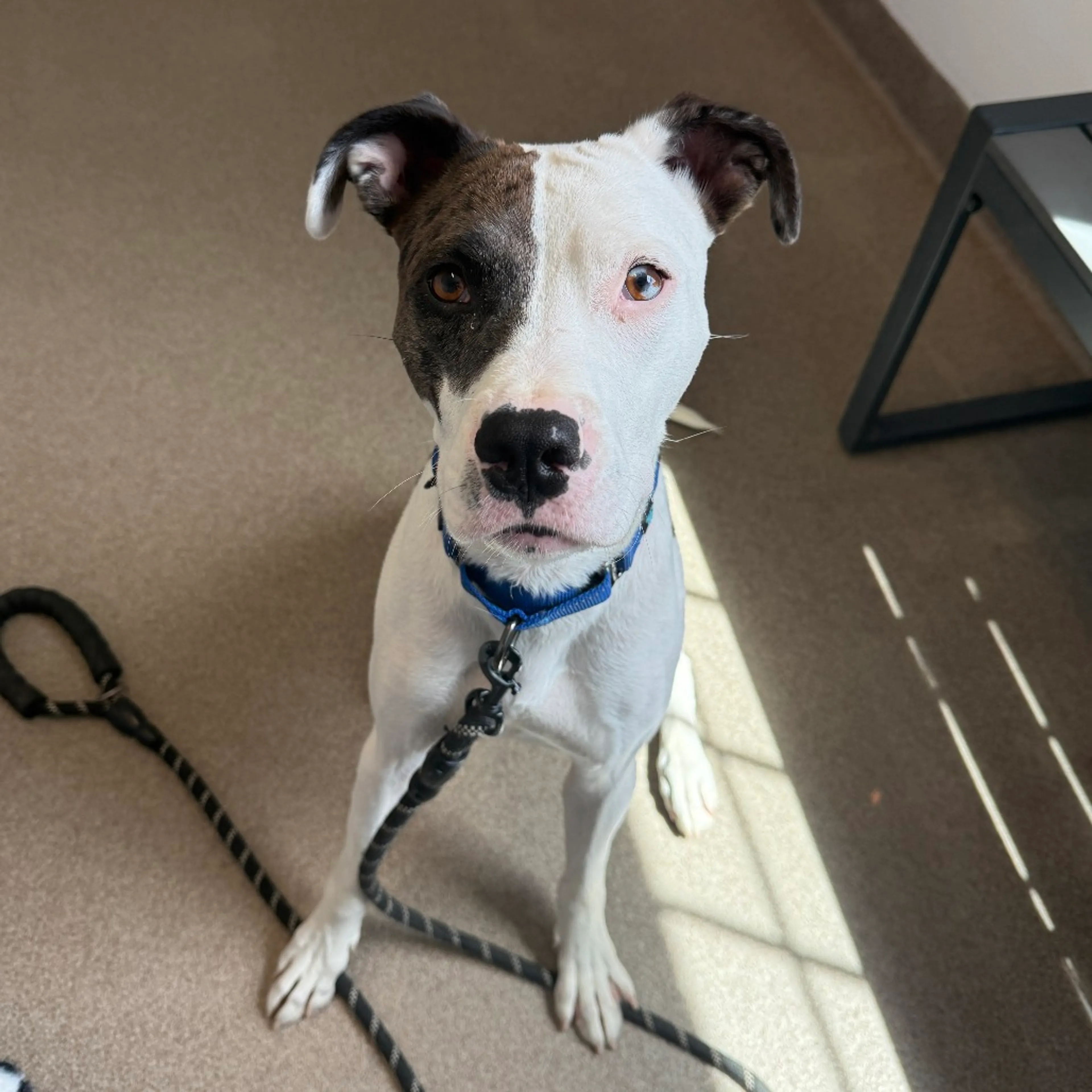 Found pet-3