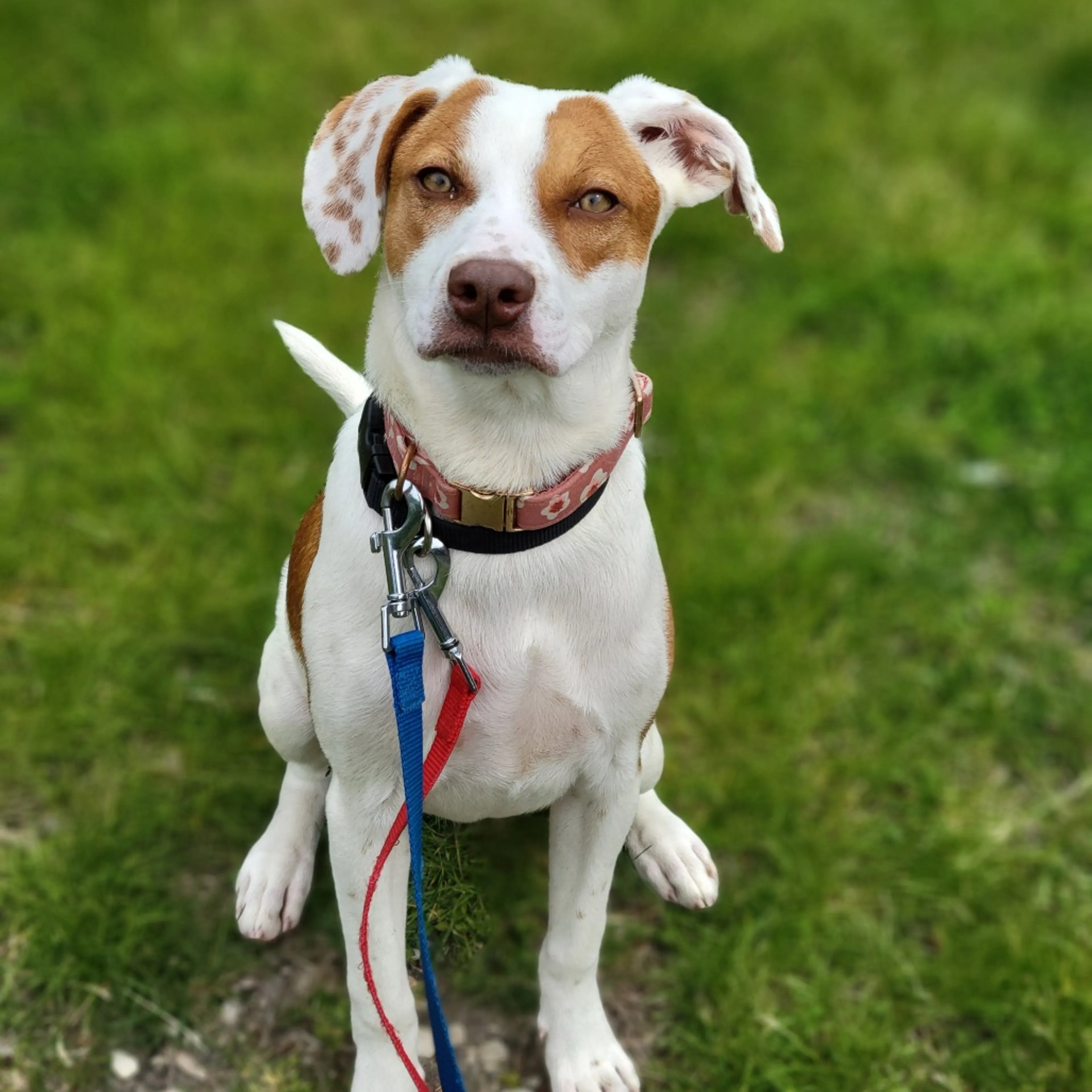 Found pet-4