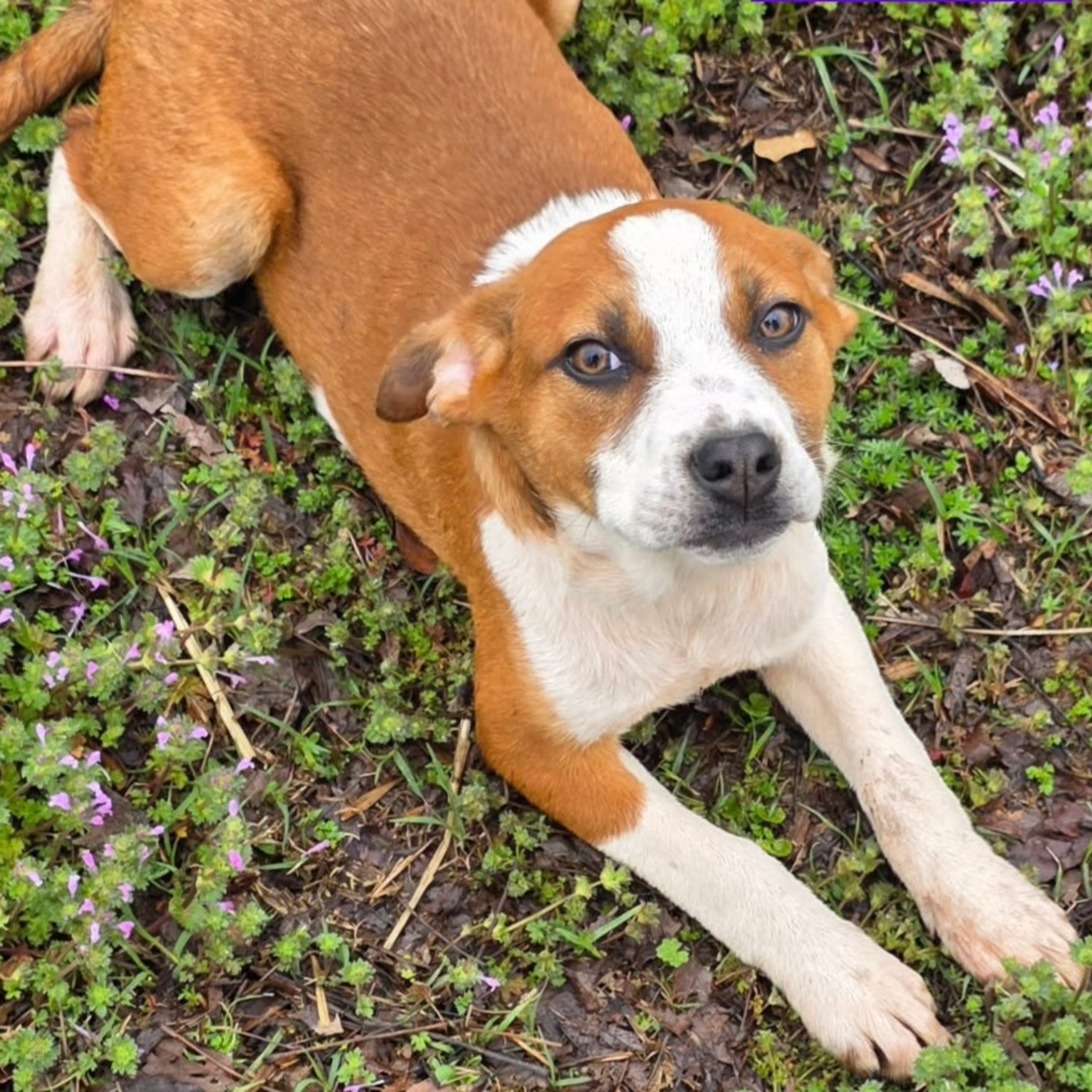 Found pet-1