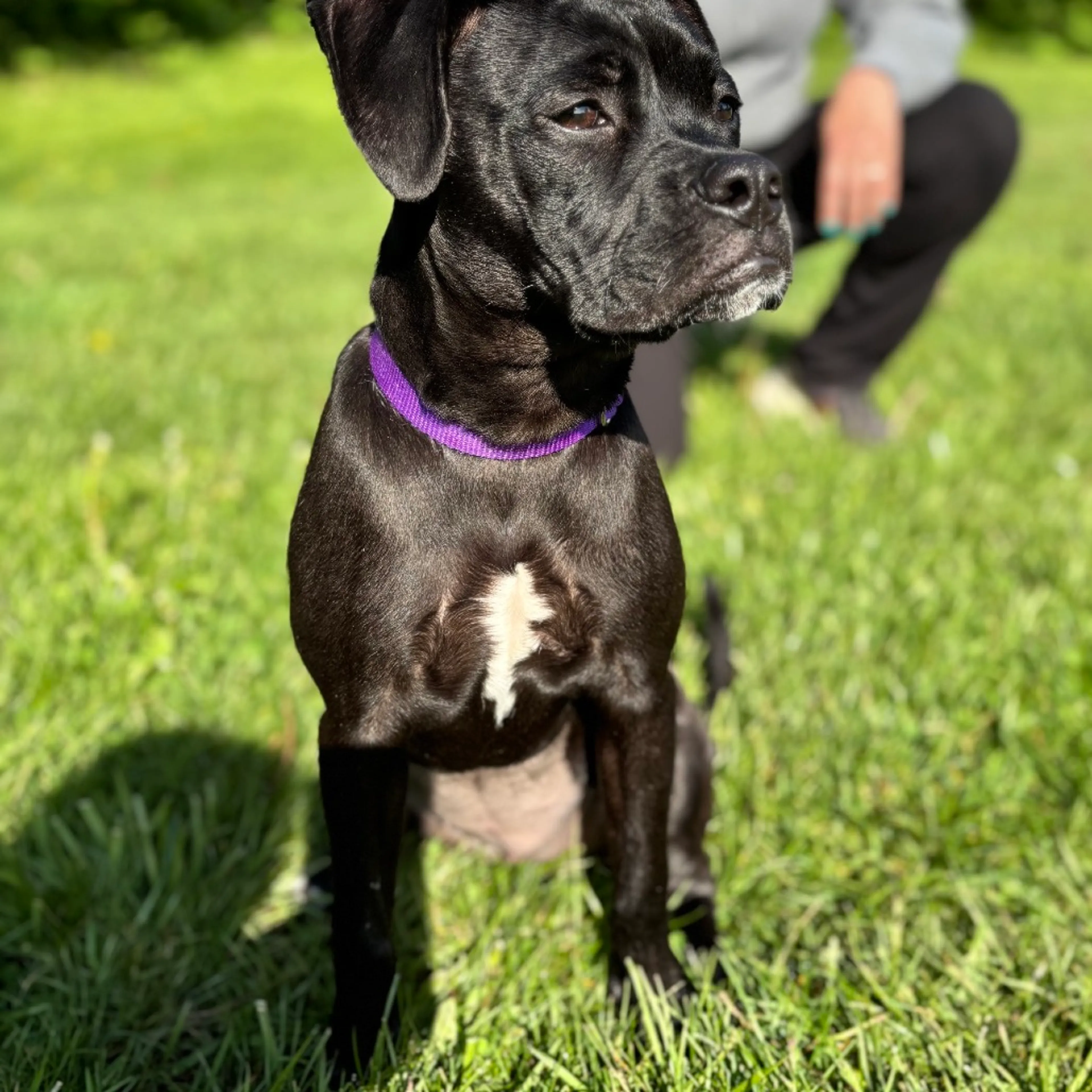 Found pet-3