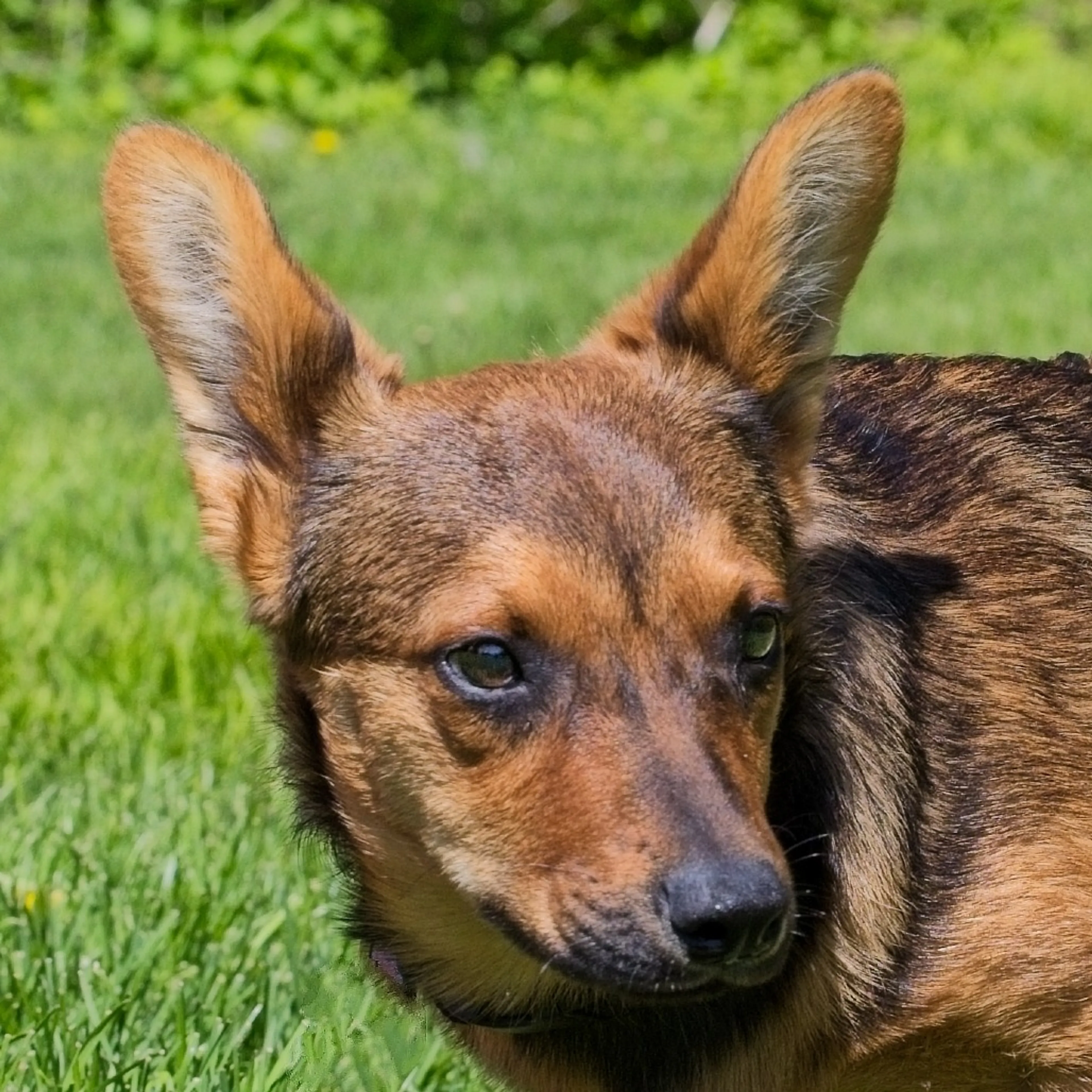 Found pet-2