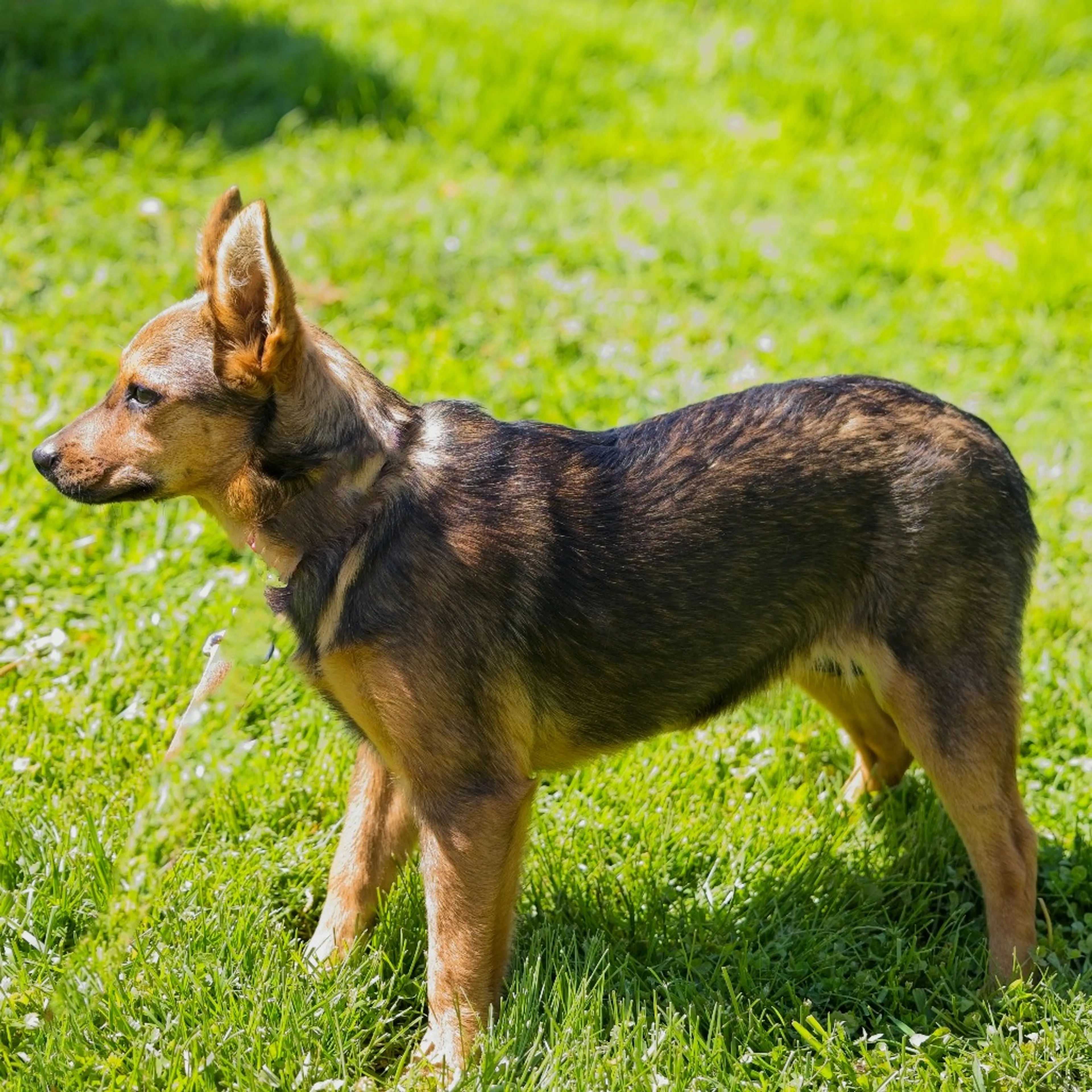 Found pet-1