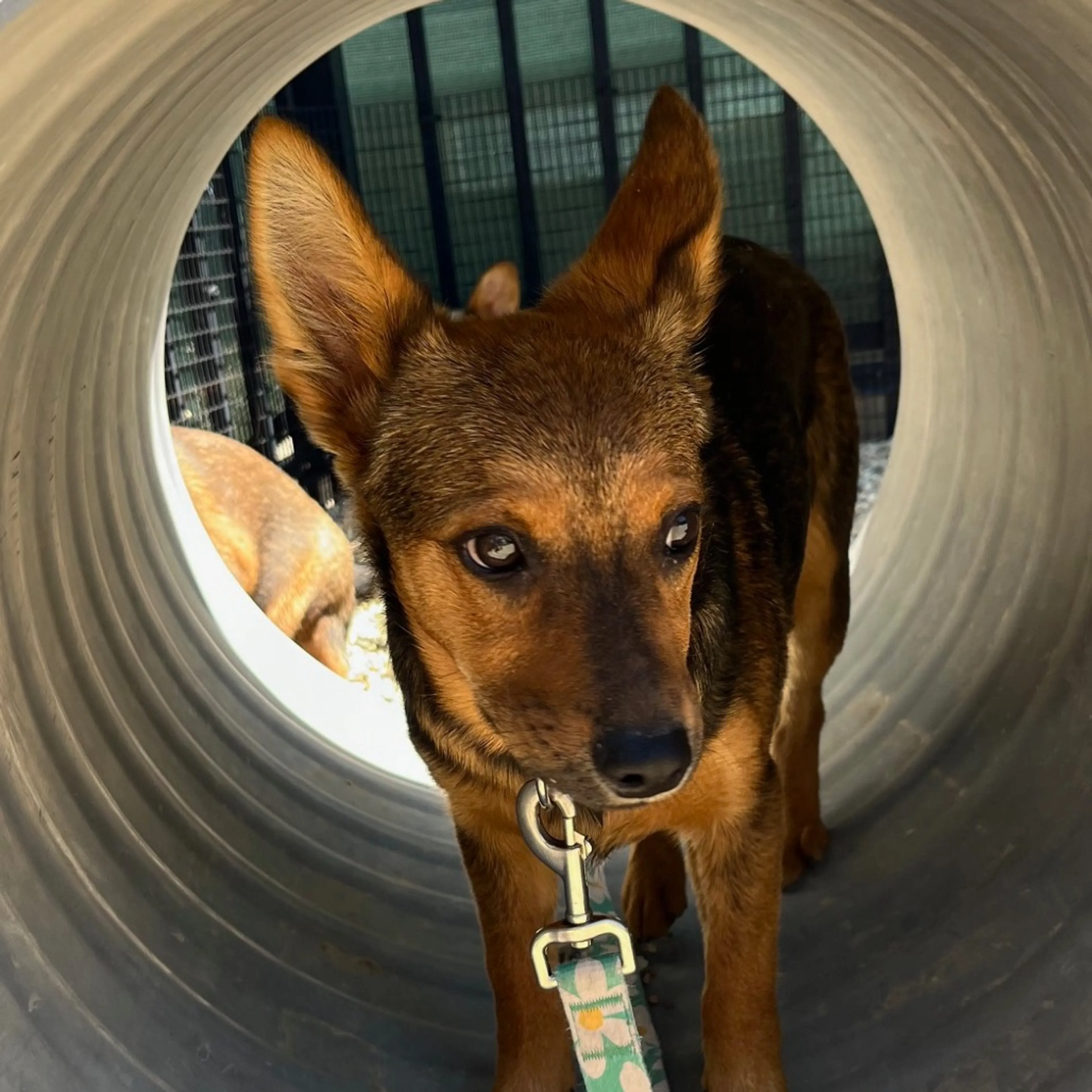 Found pet-2