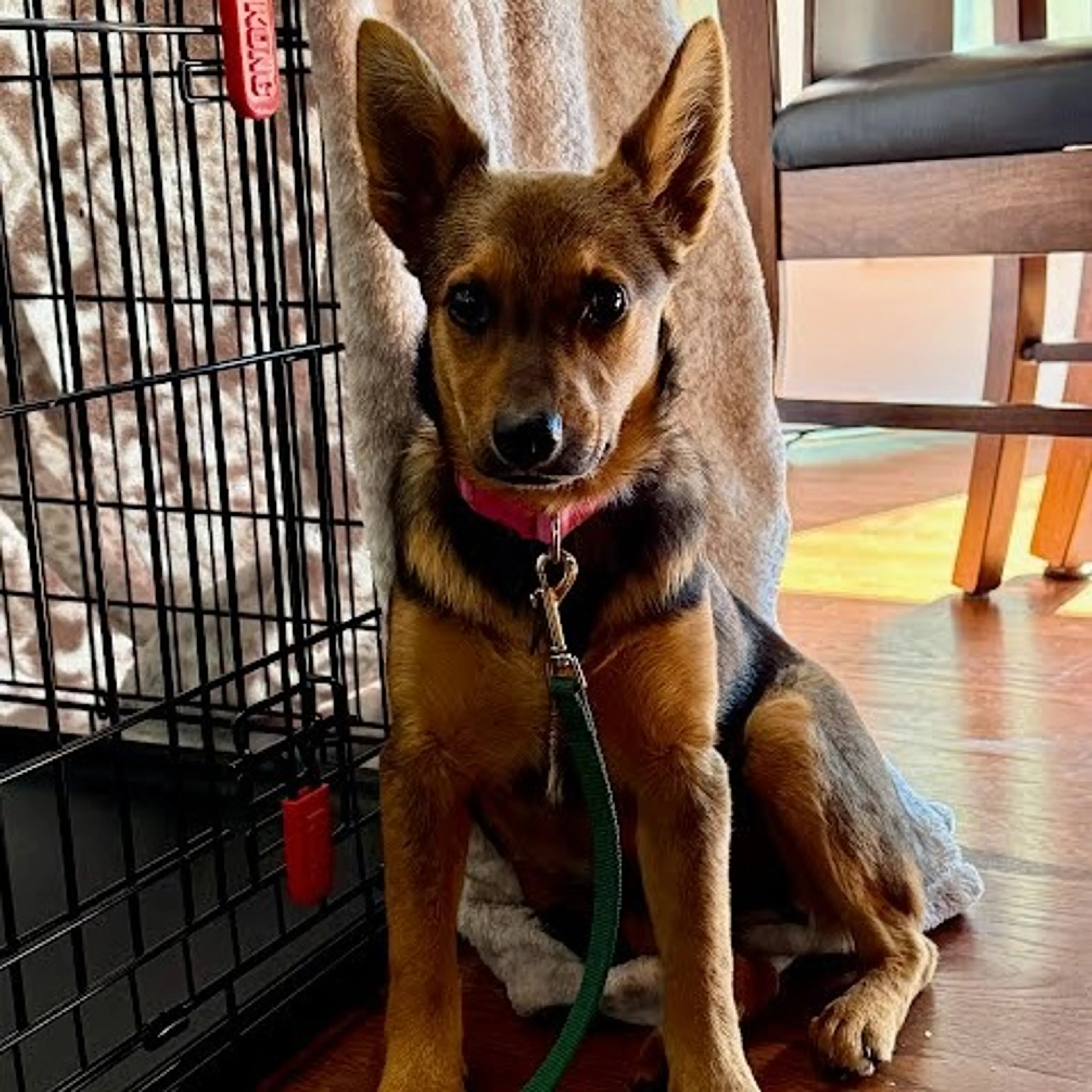 Found pet-3