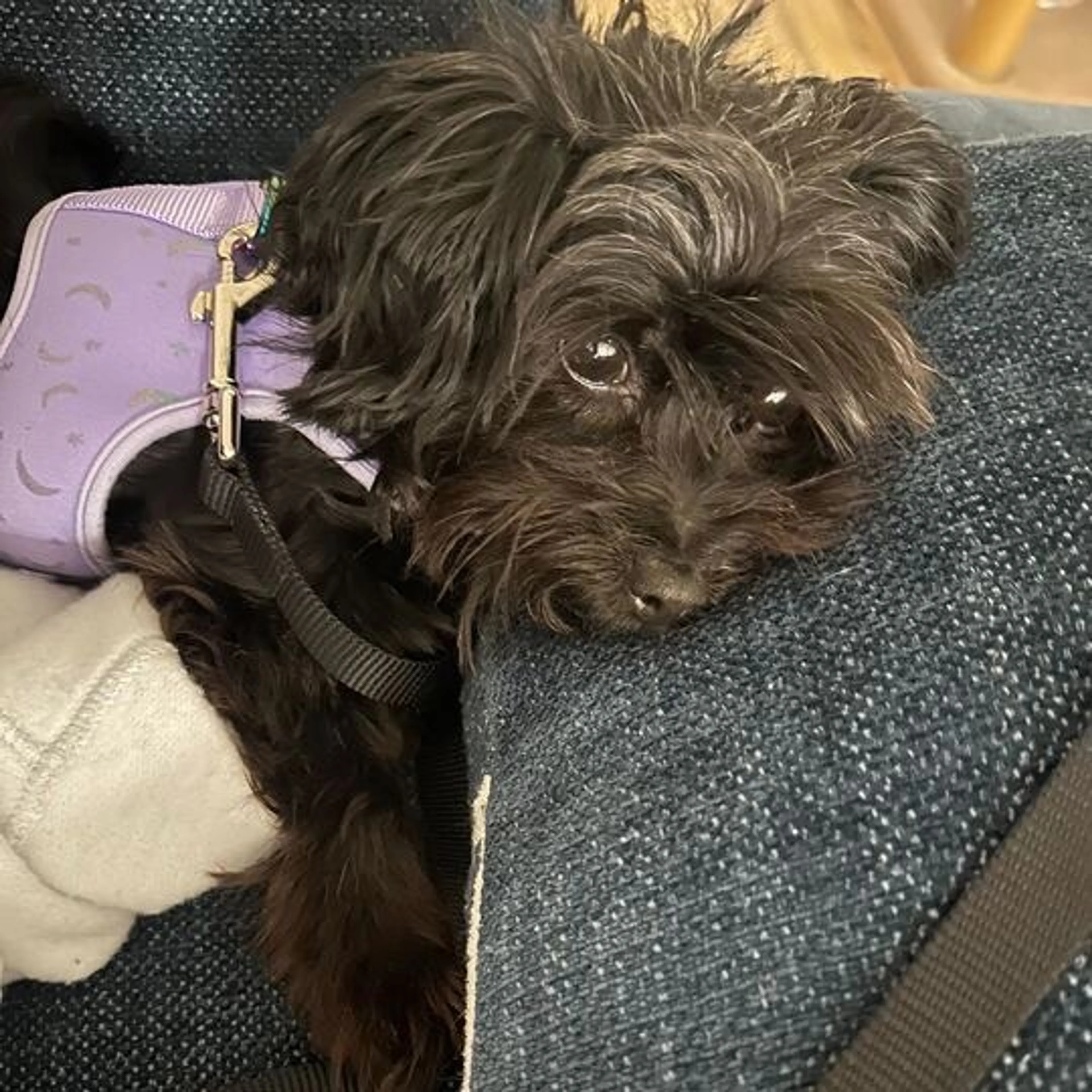 Found pet-3