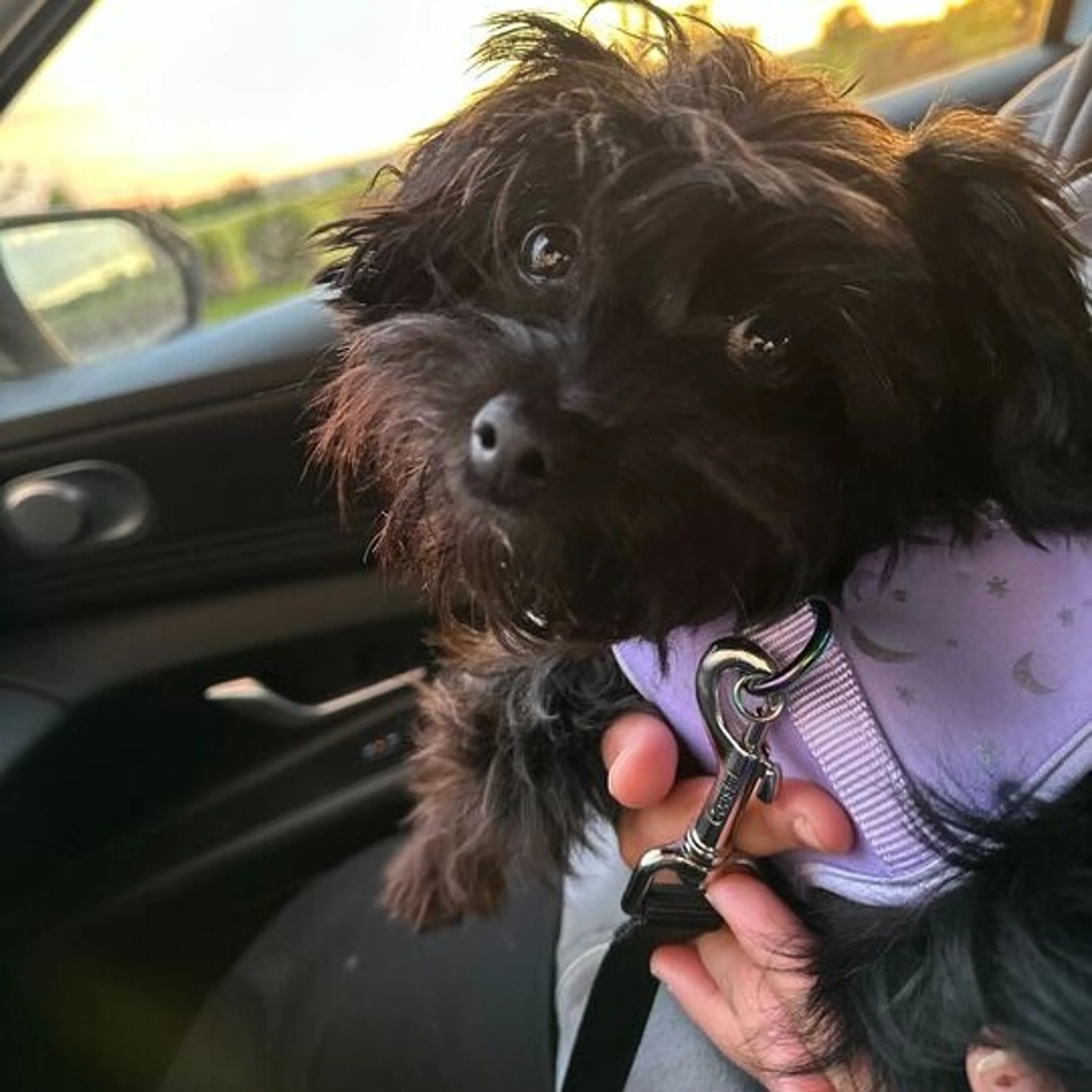 Found pet-4