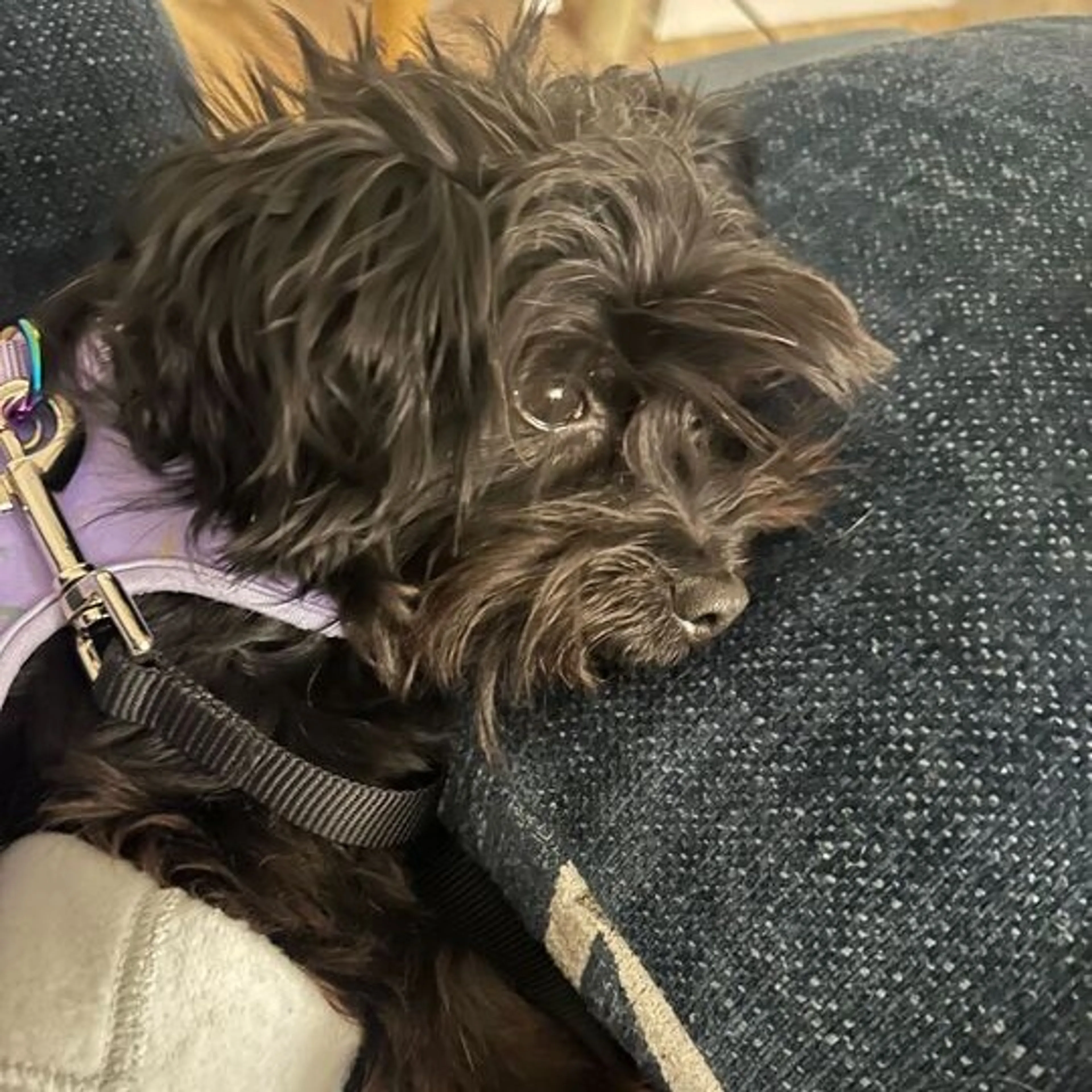 Found pet-2