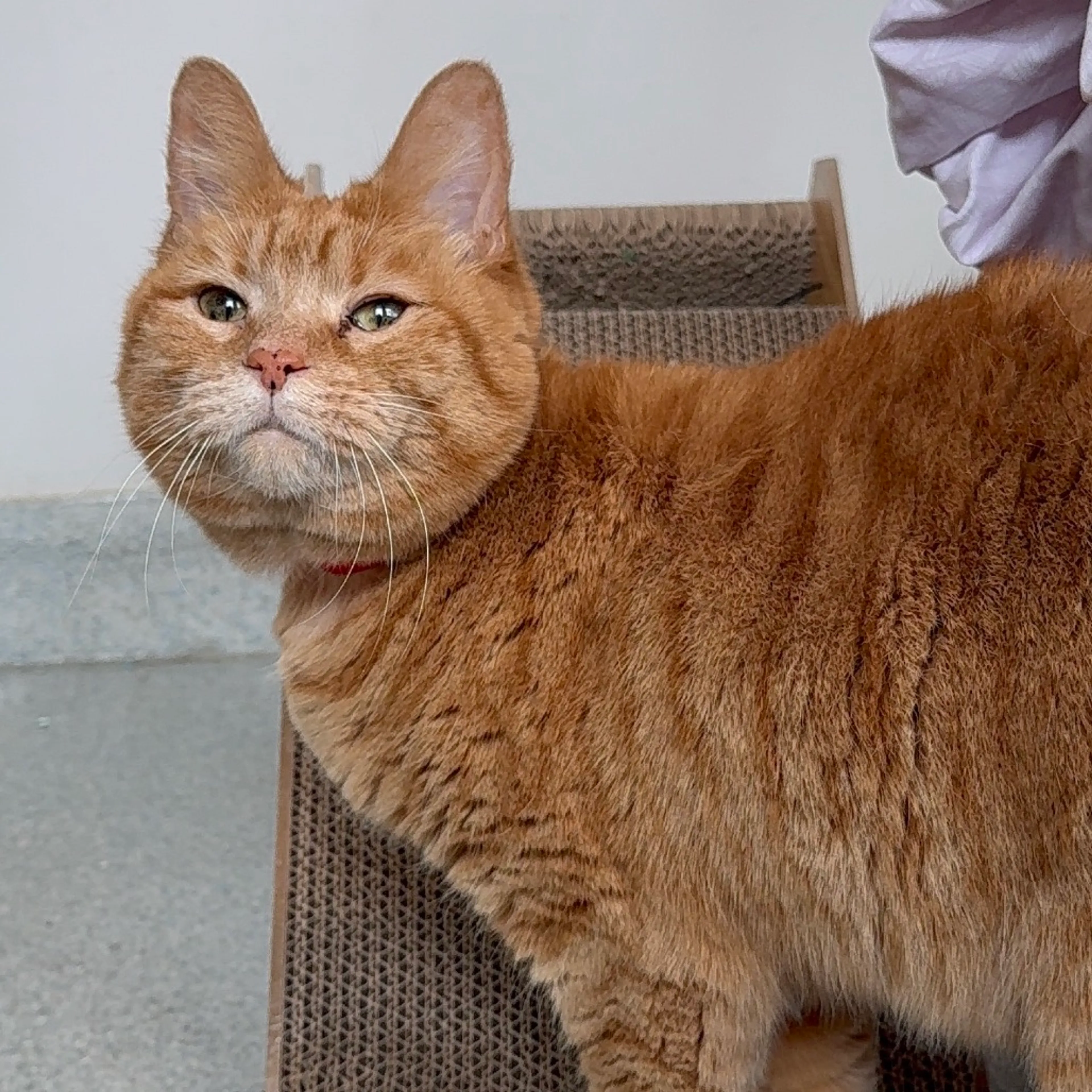 Found pet