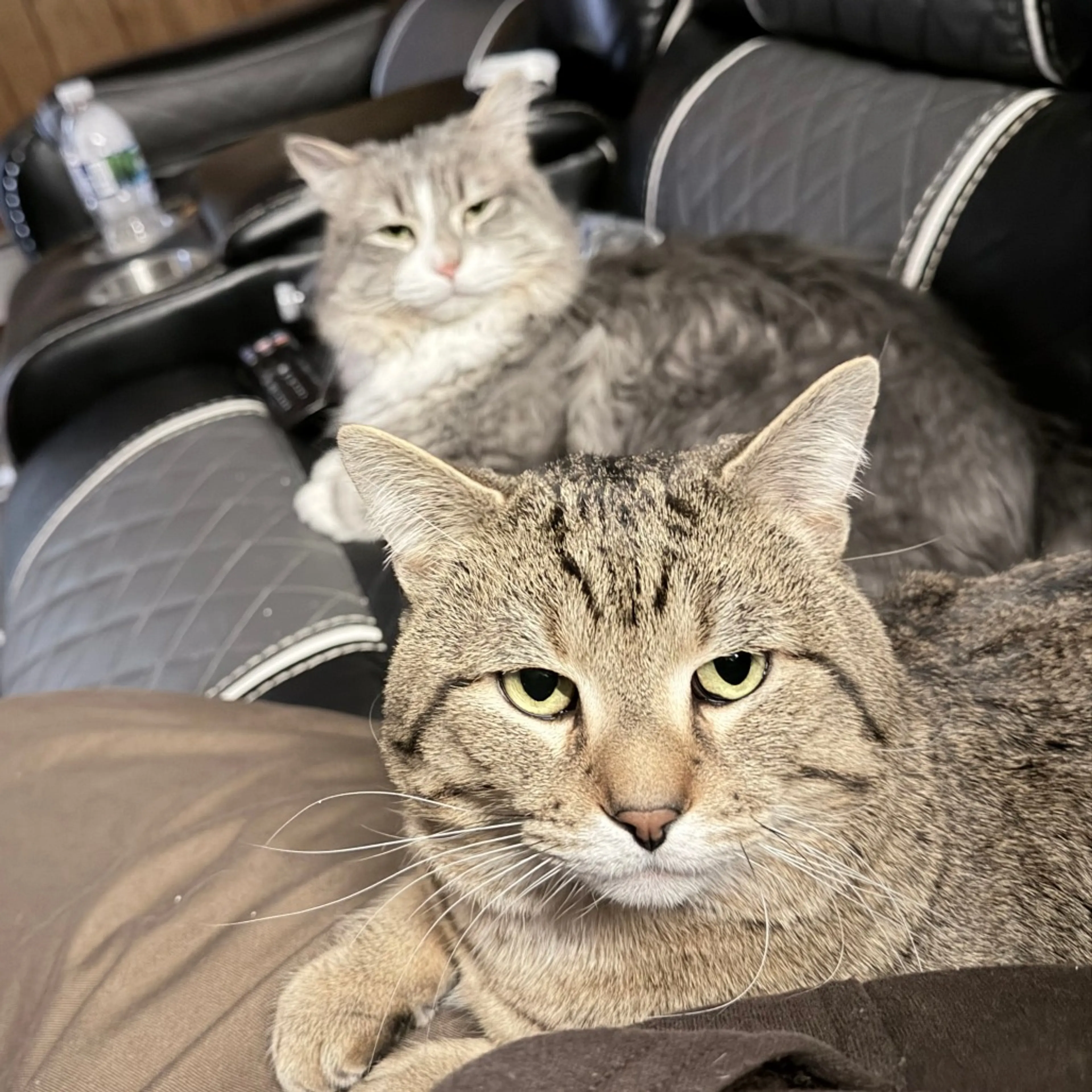 Found pet-3