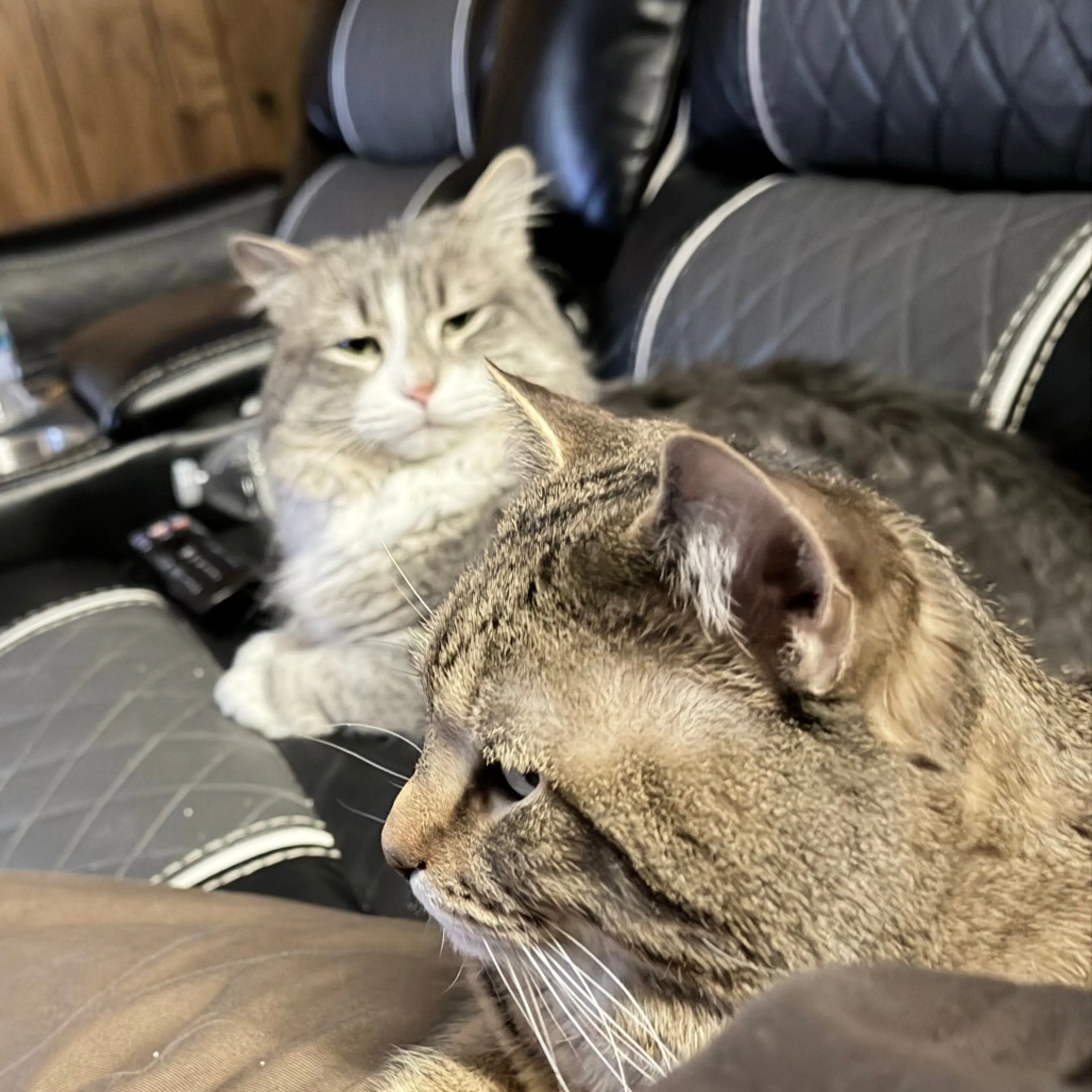 Found pet-1