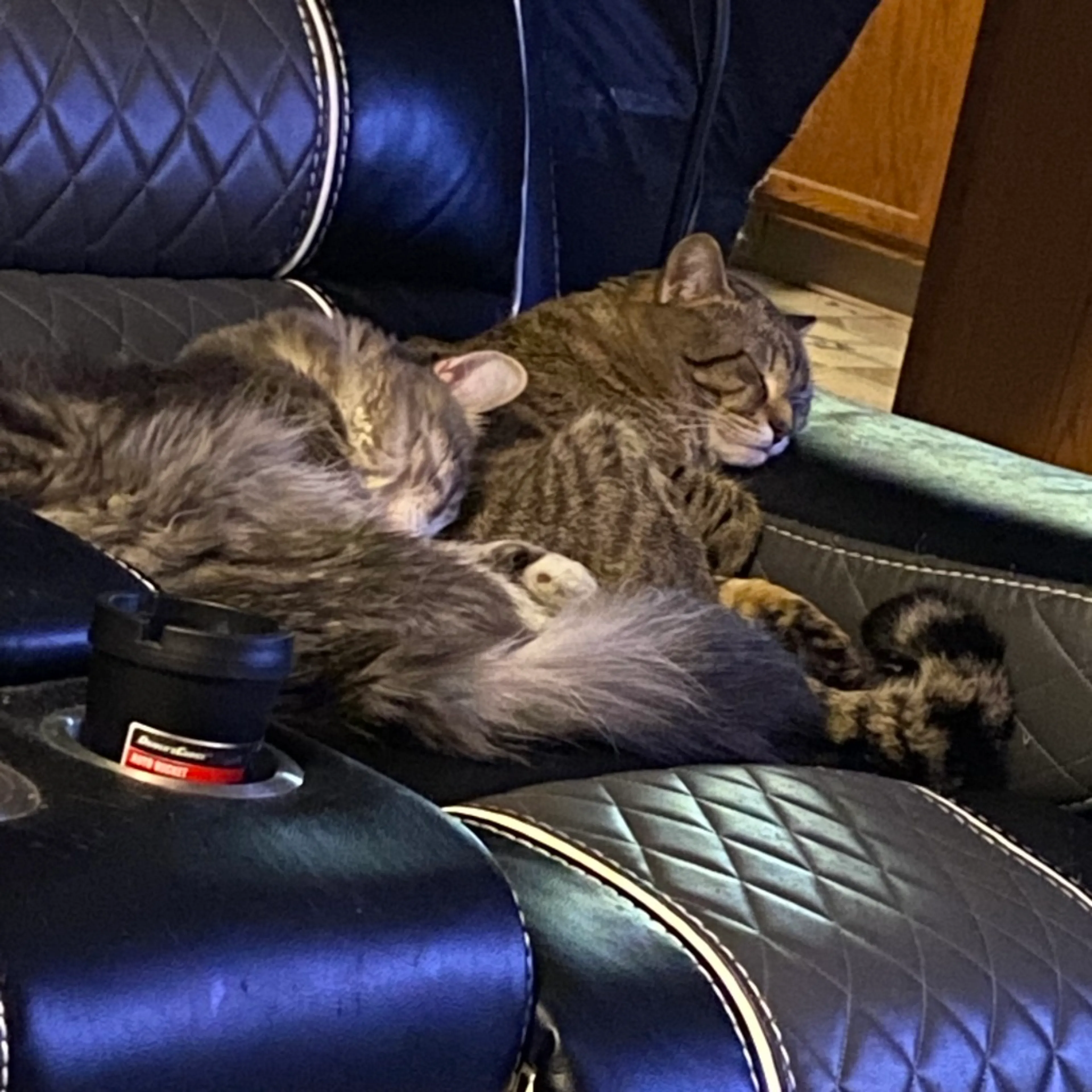 Found pet-2