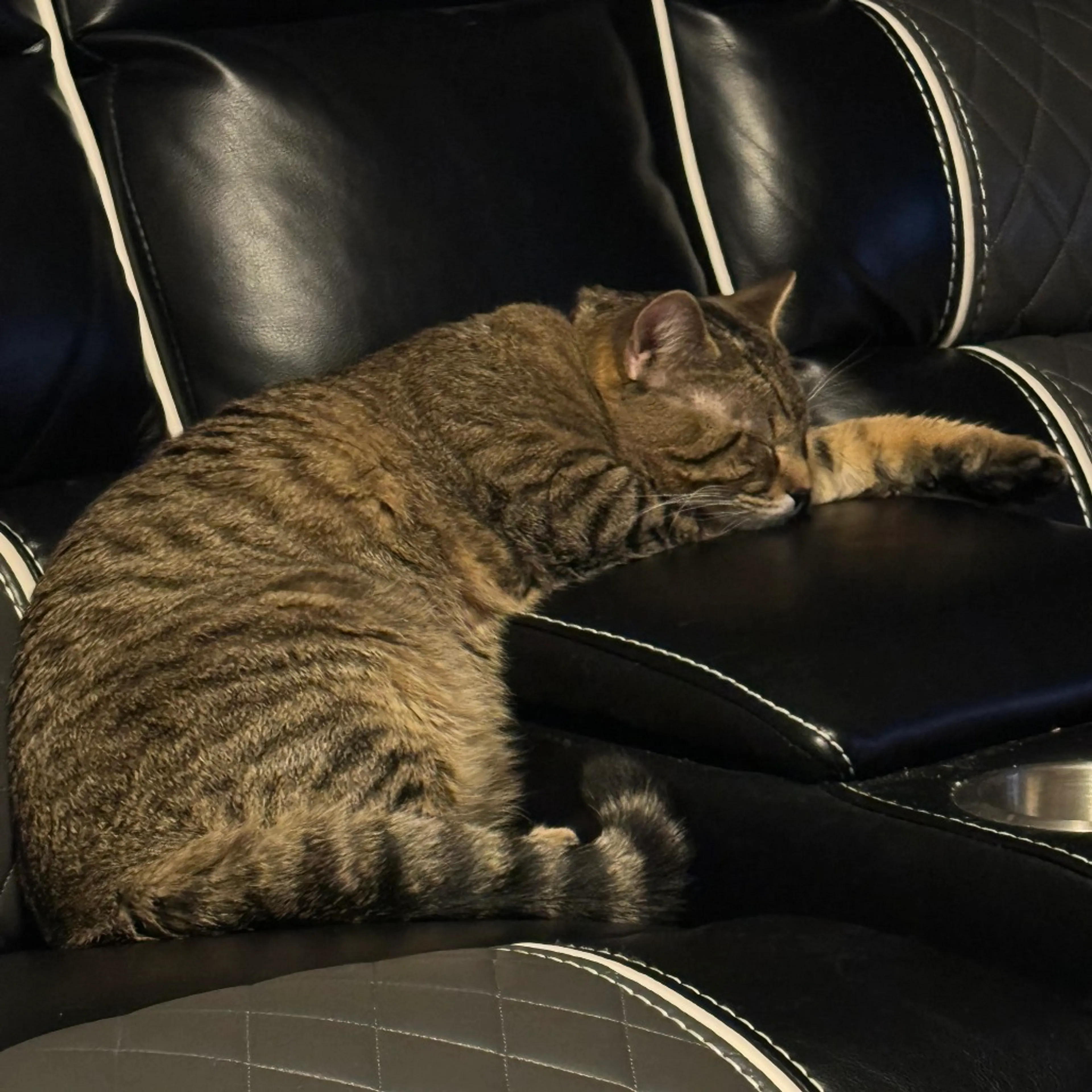 Found pet-1