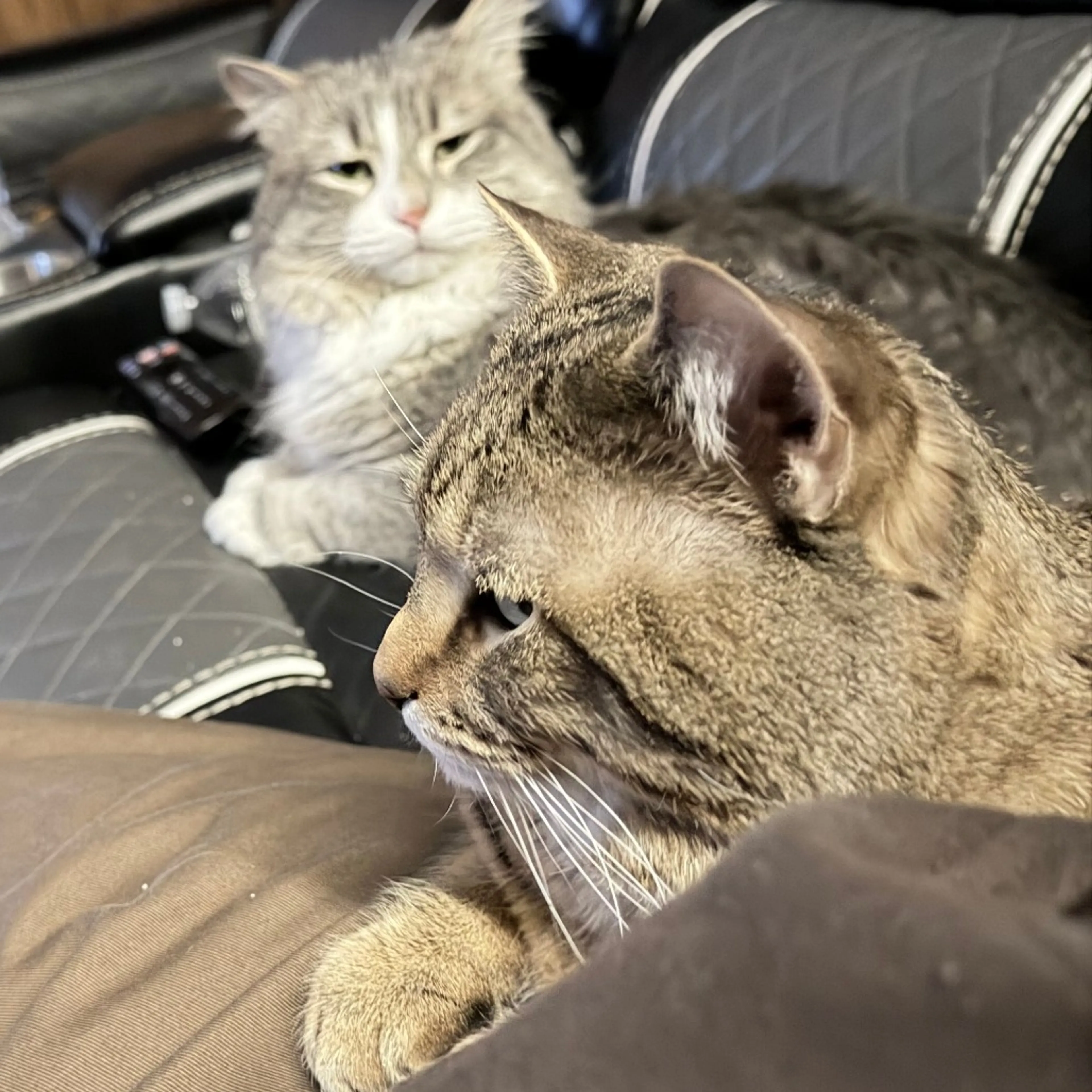 Found pet-3