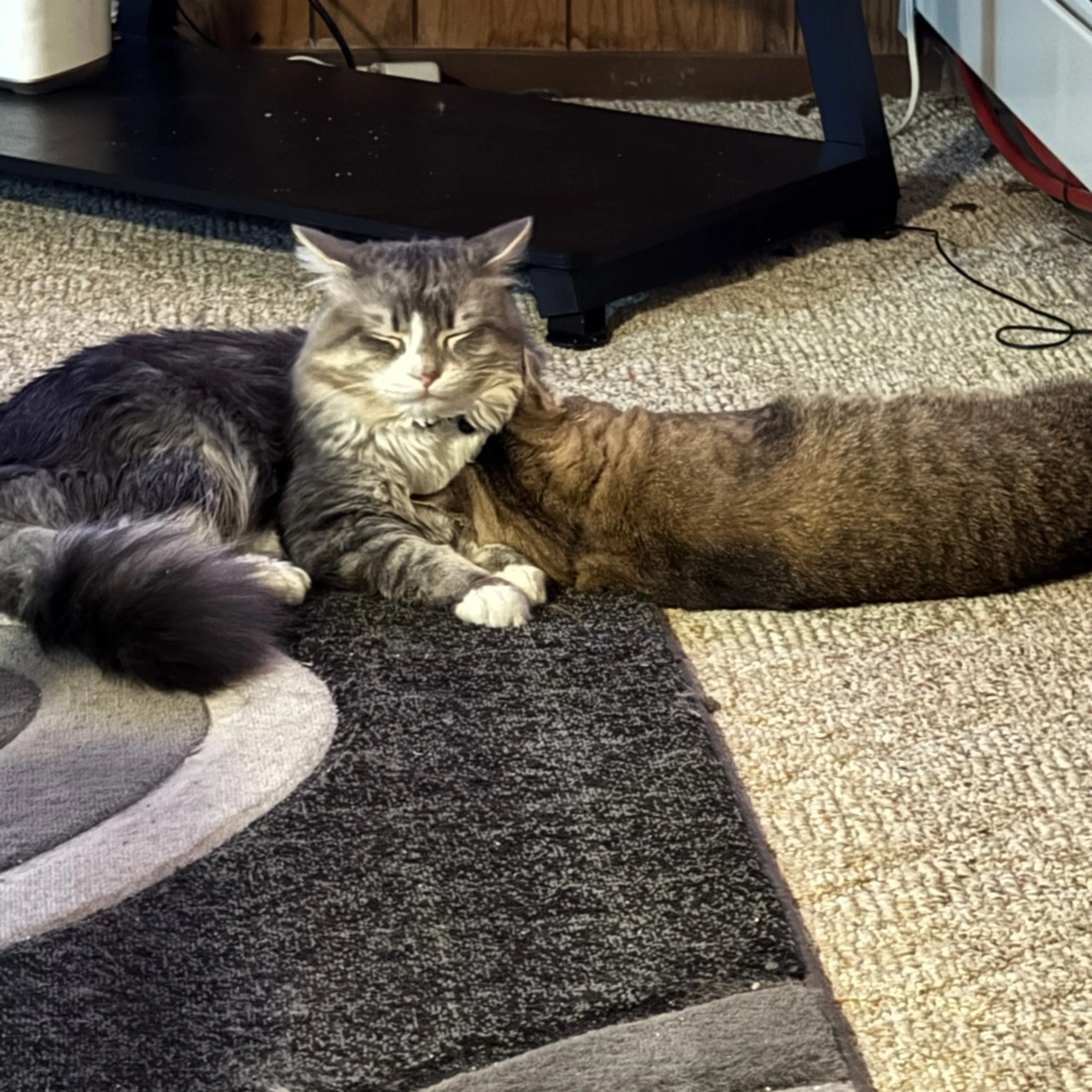 Found pet-2