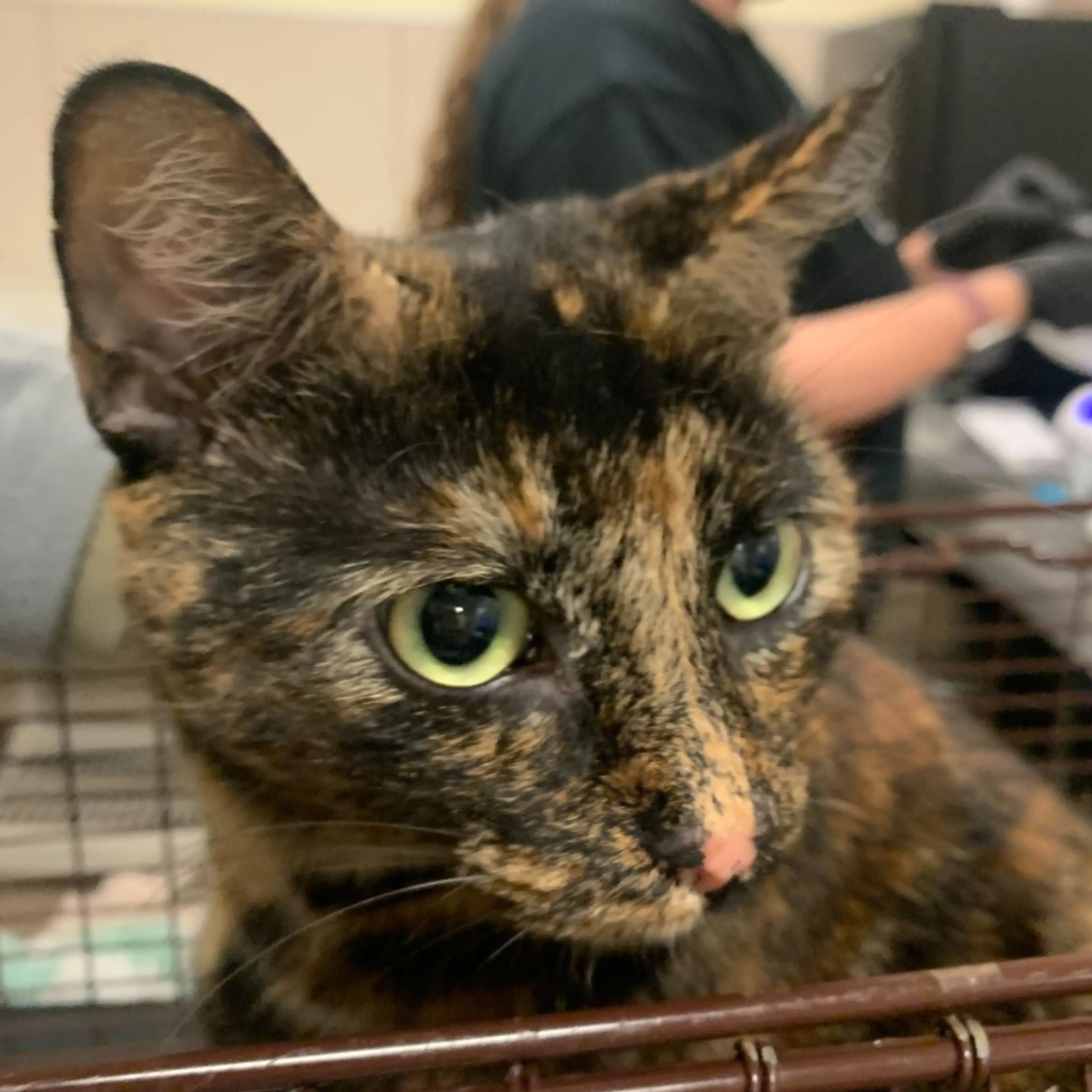 Found pet