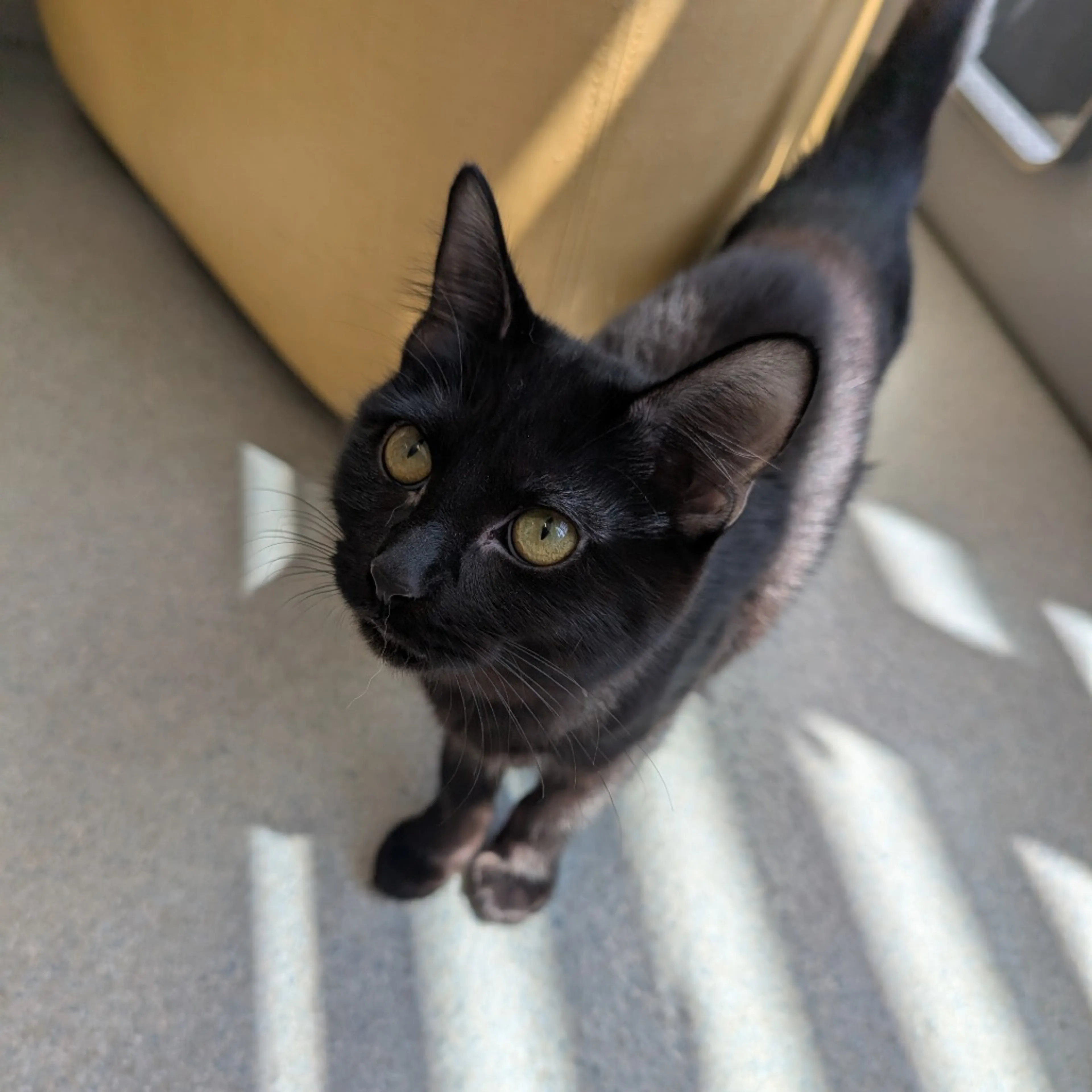 Found pet